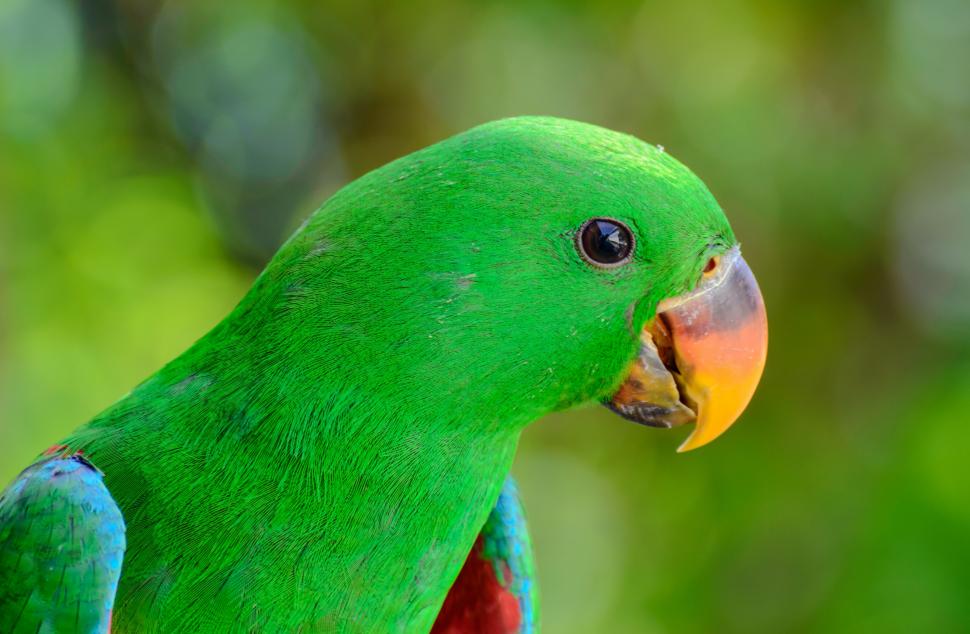 Green Parrot Bird Wallpaper - Zielone Zwierzęta , HD Wallpaper & Backgrounds