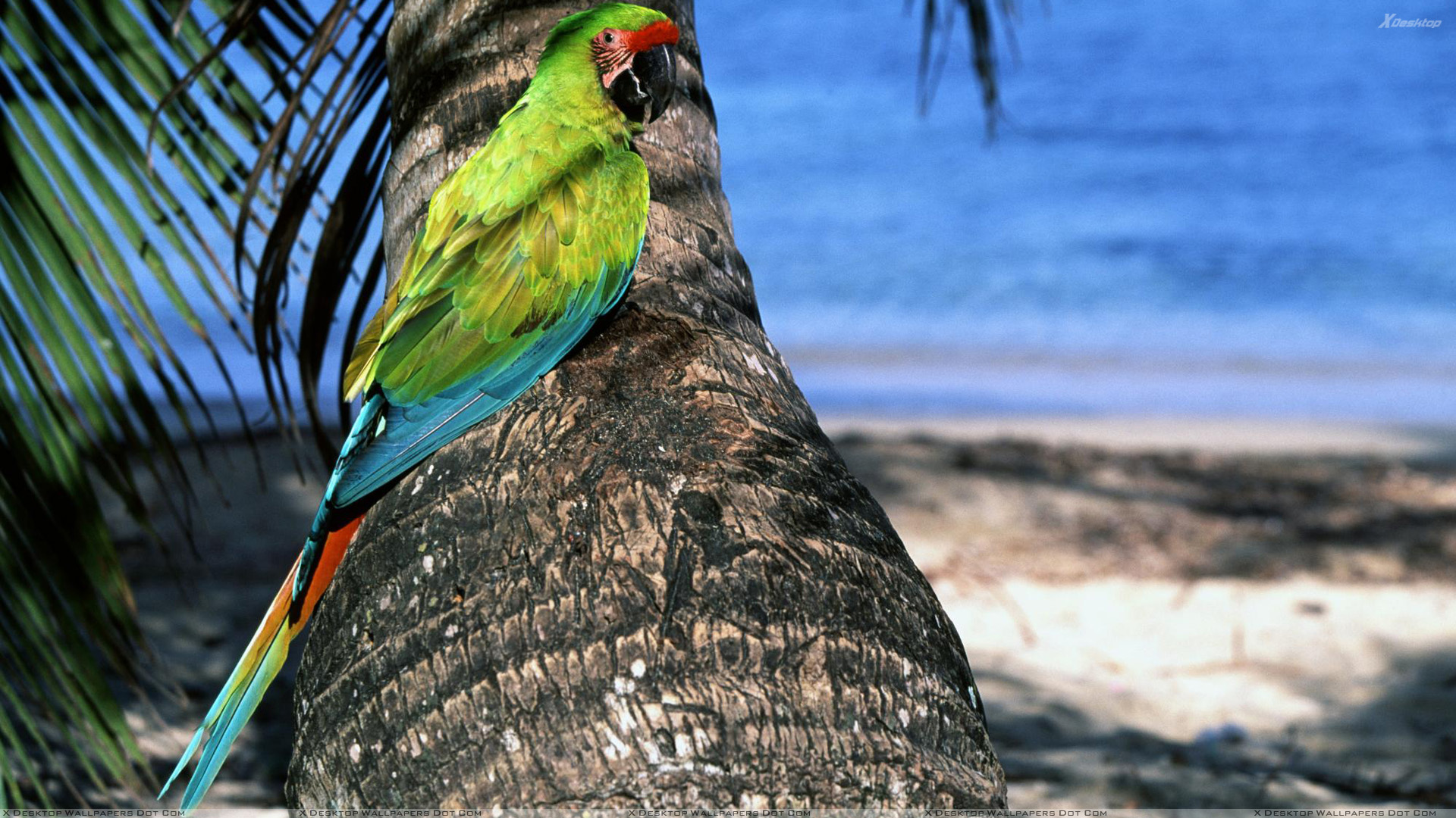 You Are Viewing Wallpaper Titled Green Parrot - Military Macaw , HD Wallpaper & Backgrounds