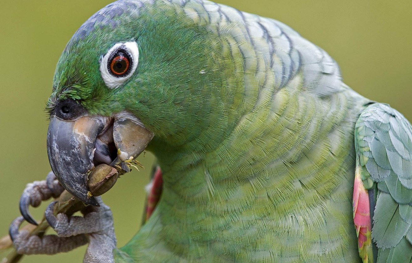Photo Wallpaper Birds, Green, Parrot - Amazon Rainforest Animals , HD Wallpaper & Backgrounds