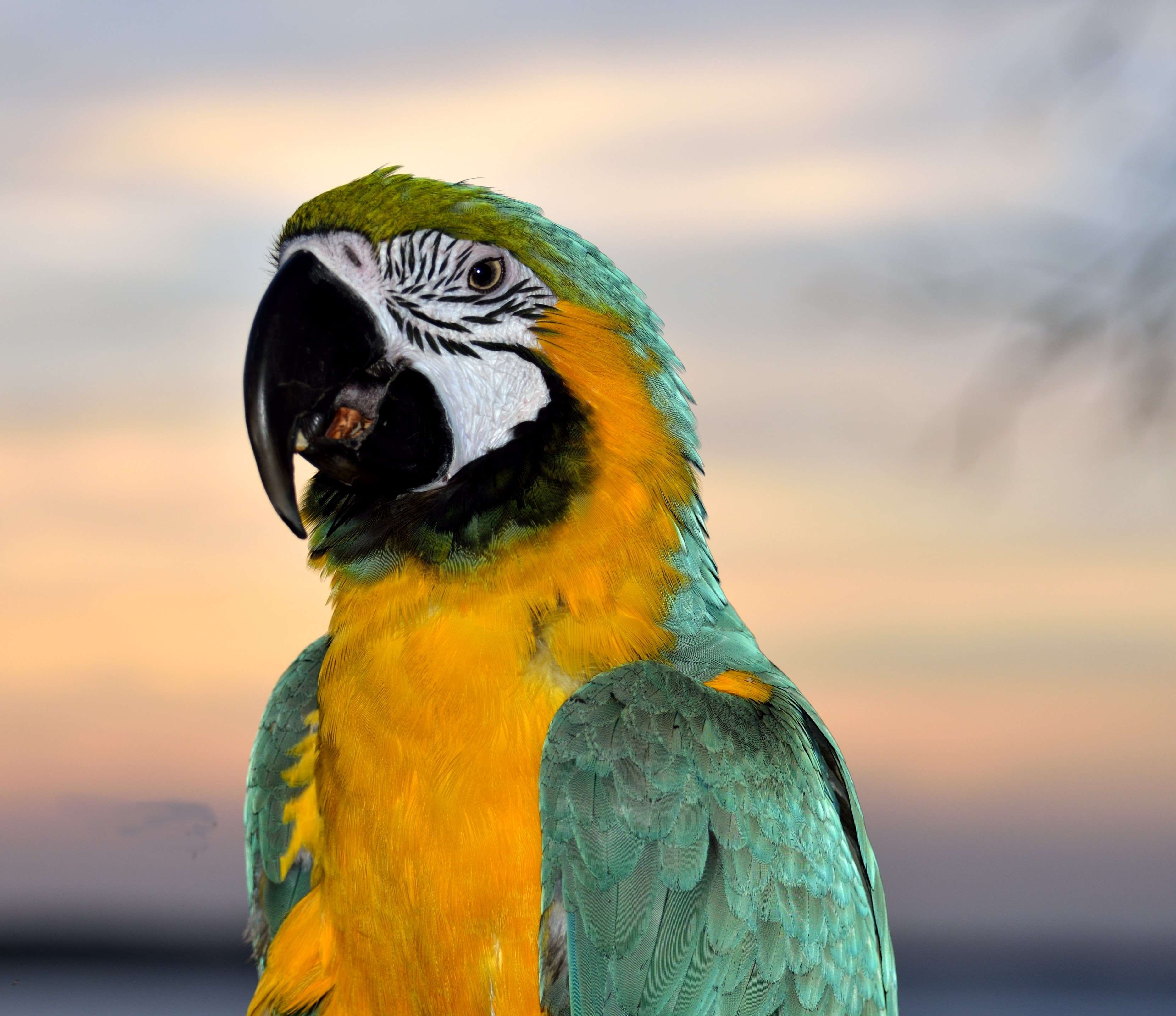 Animal, Avian, Beak, Bird, Blur, Colorful, Exotic, - Descargar Estampas Para Tux Paint , HD Wallpaper & Backgrounds