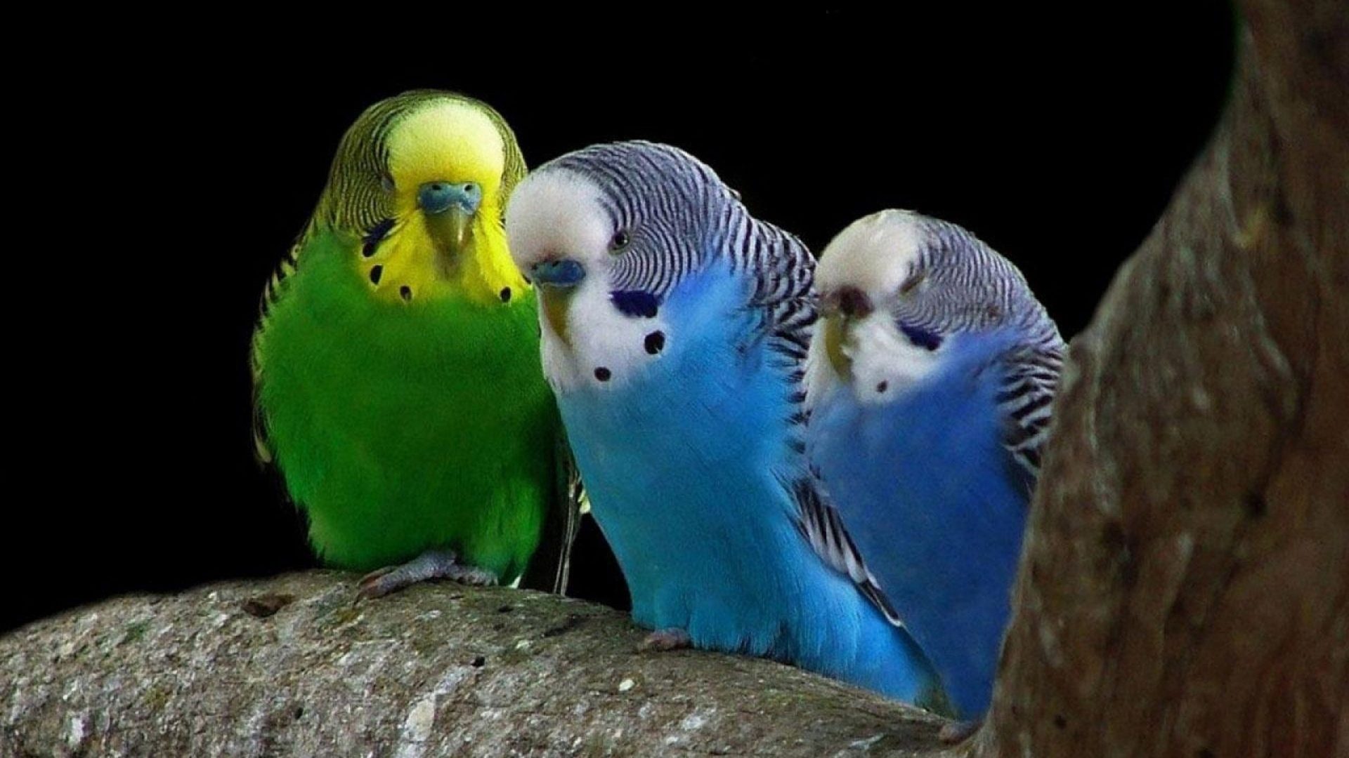 Parakeet Wallpaper - Imagenes De Canarios Australianos , HD Wallpaper & Backgrounds