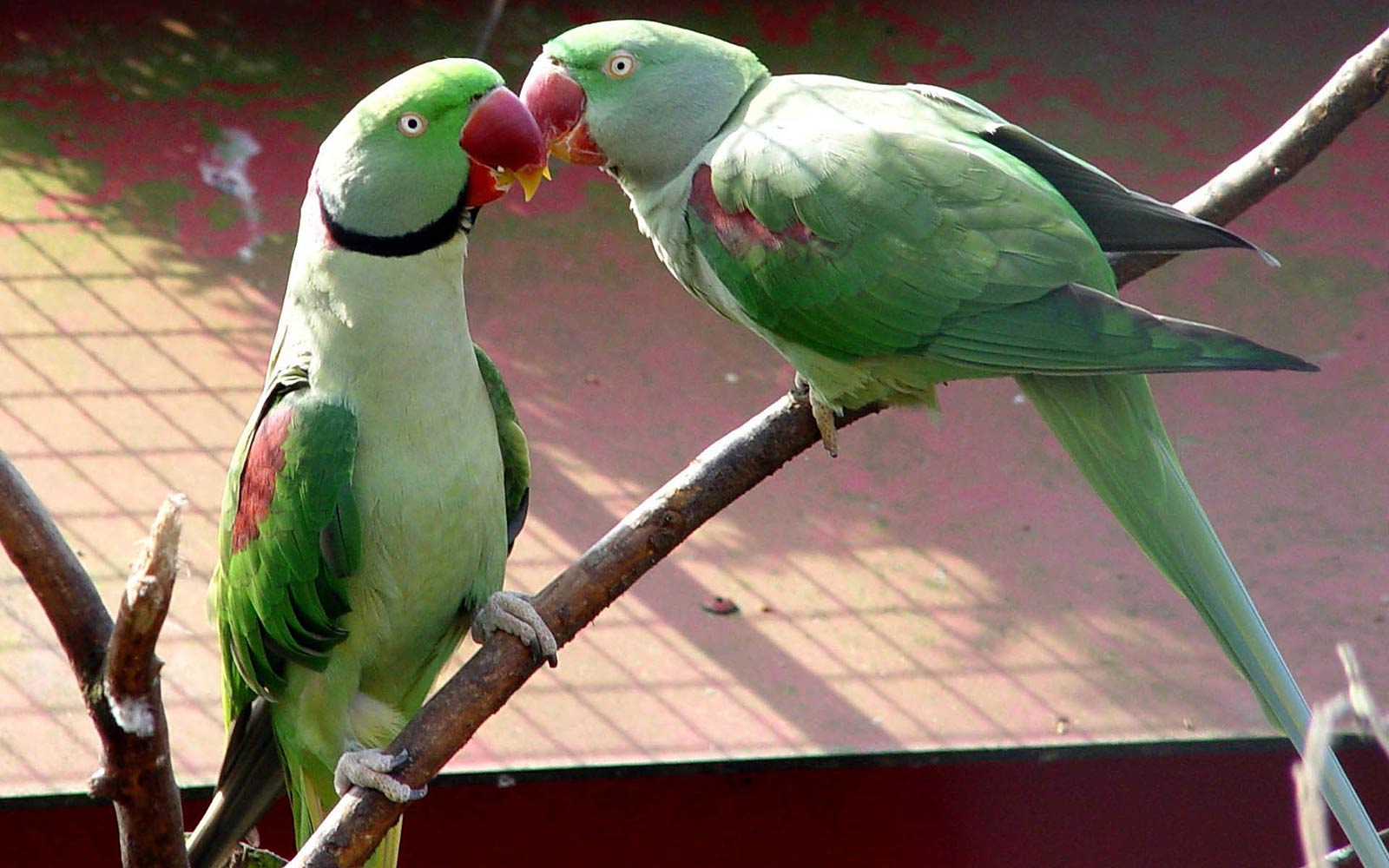 Parakeets - Parrot Photo Hd Download , HD Wallpaper & Backgrounds