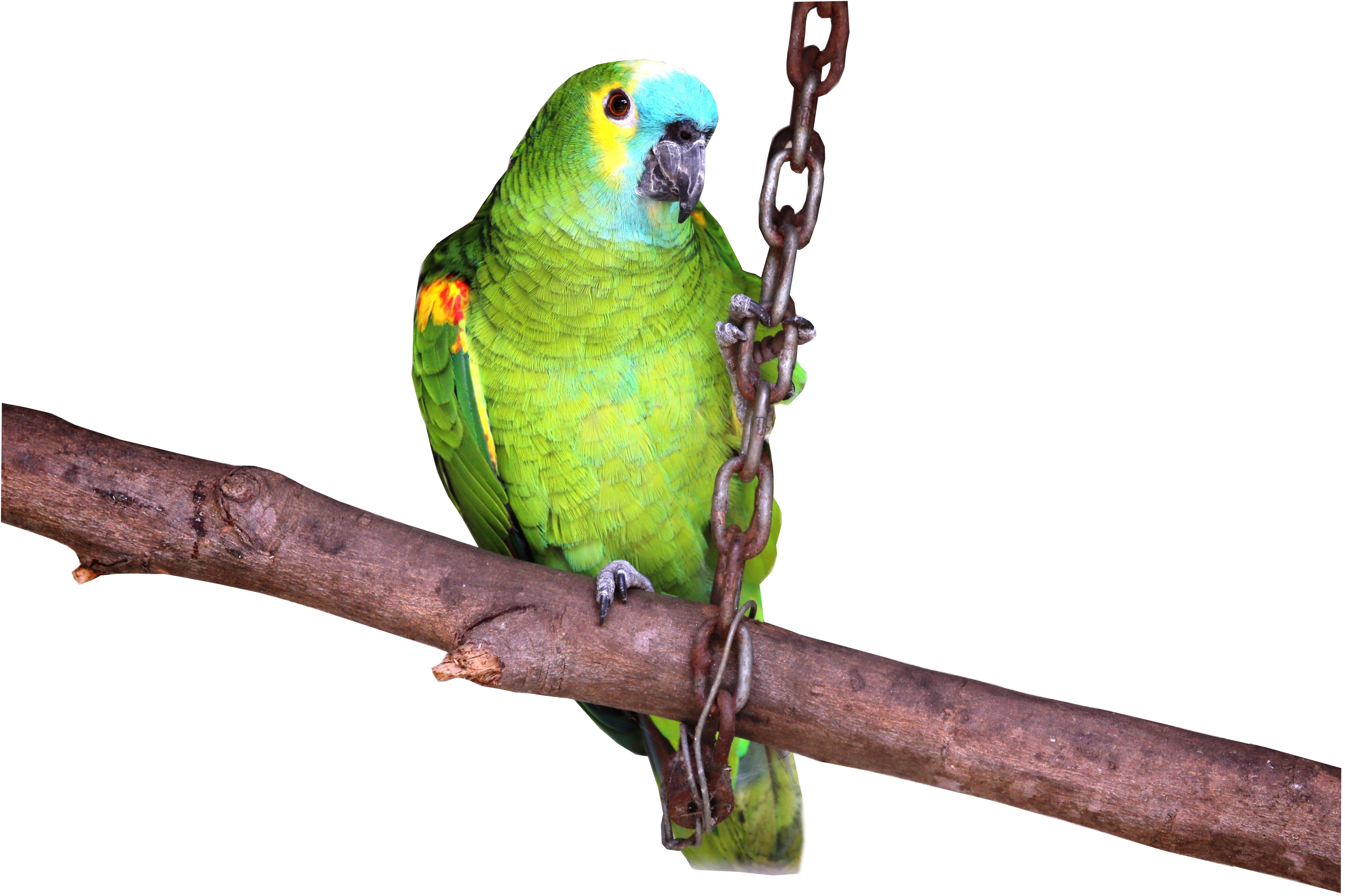 Parrot Green Bird Background White Wallpaper Pet Animal - ภาพ นก พื้น หลัง สี ขาว , HD Wallpaper & Backgrounds