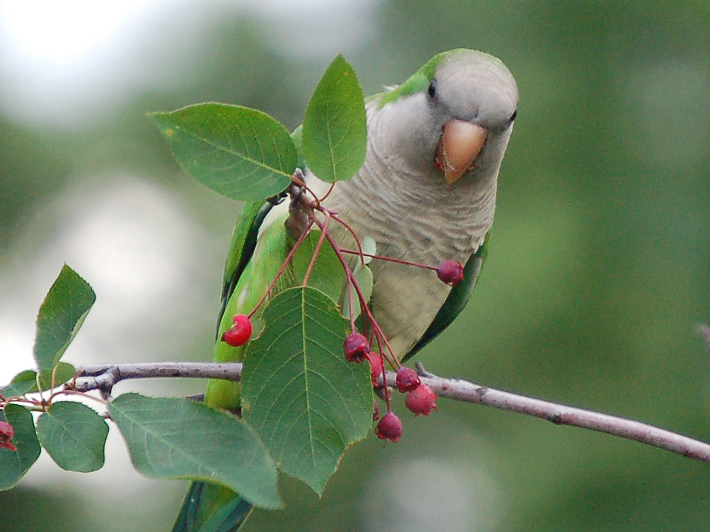 Monk Parakeet Hd Desktop Wallpaper - Monk Parakeet , HD Wallpaper & Backgrounds