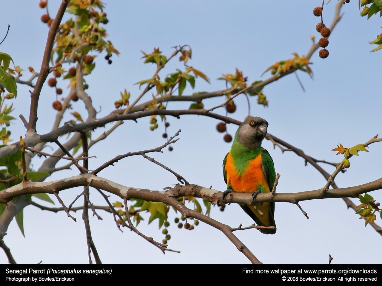 1024 X 768 - Senegal Parrot , HD Wallpaper & Backgrounds