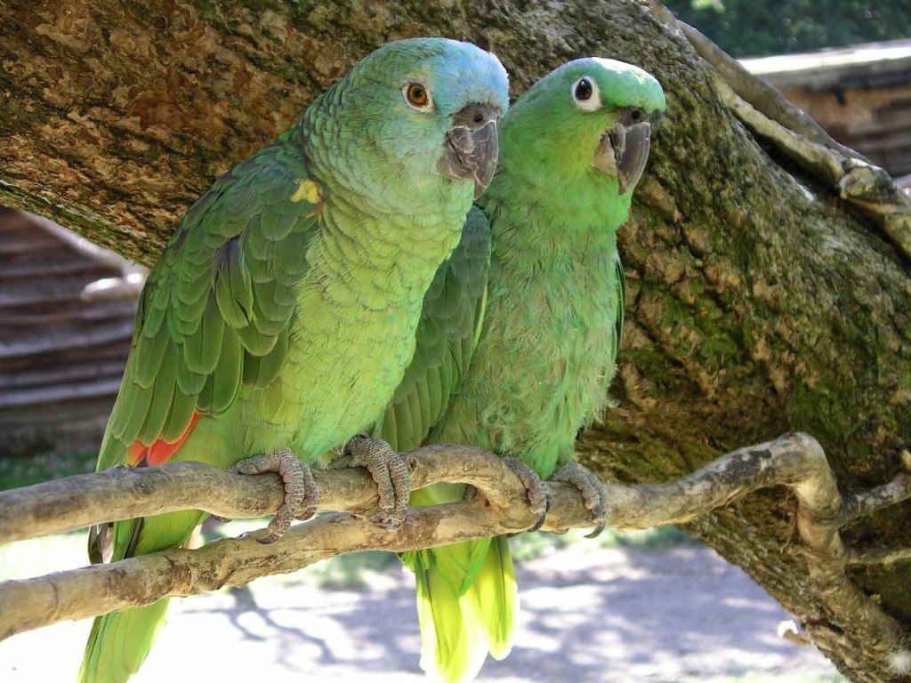 Green Parrot Hd Wallpaper - Amazone A Front Bleu , HD Wallpaper & Backgrounds