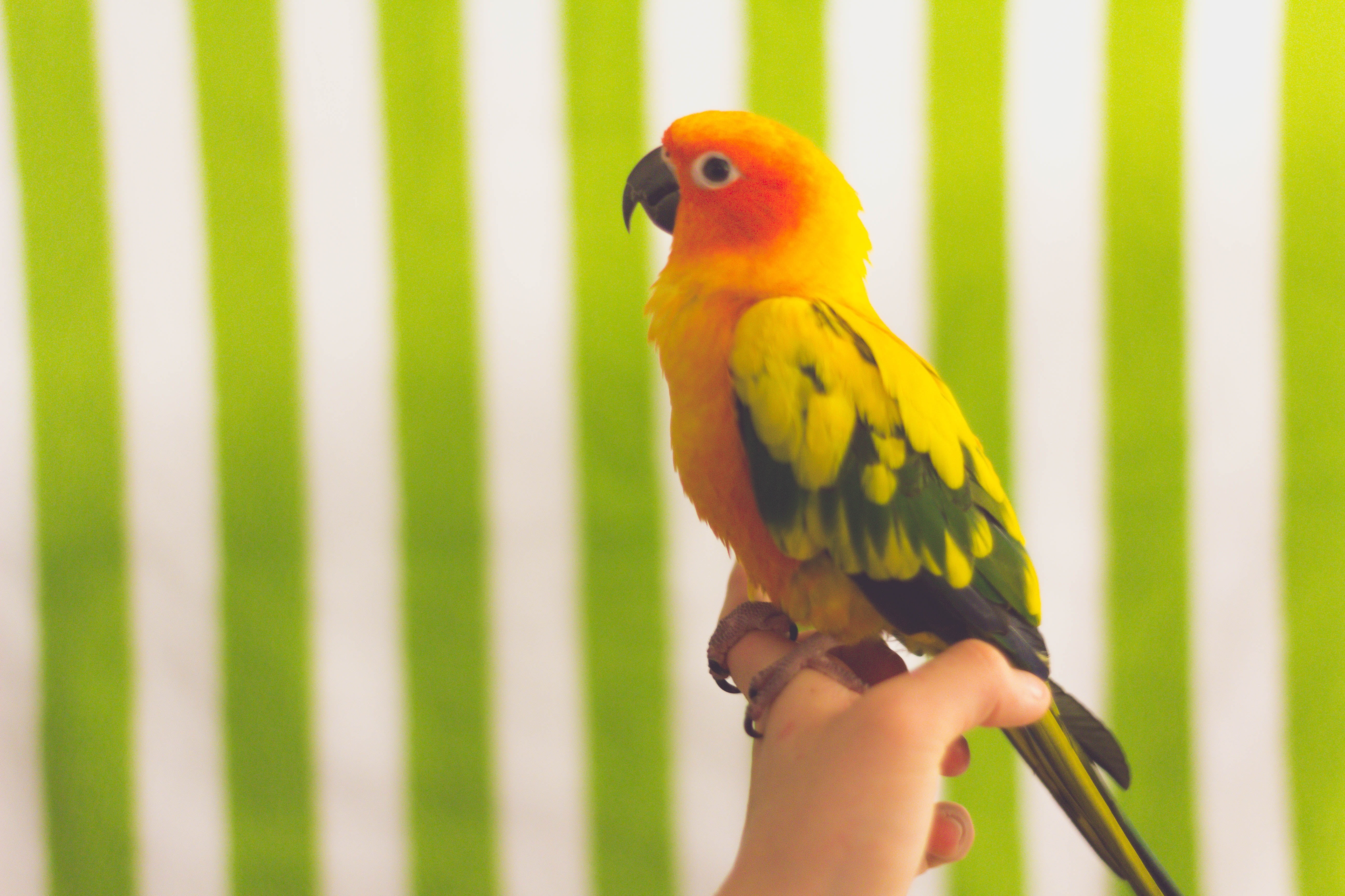 Green Parrot Hd Wallpaper - Beautiful Parrot , HD Wallpaper & Backgrounds