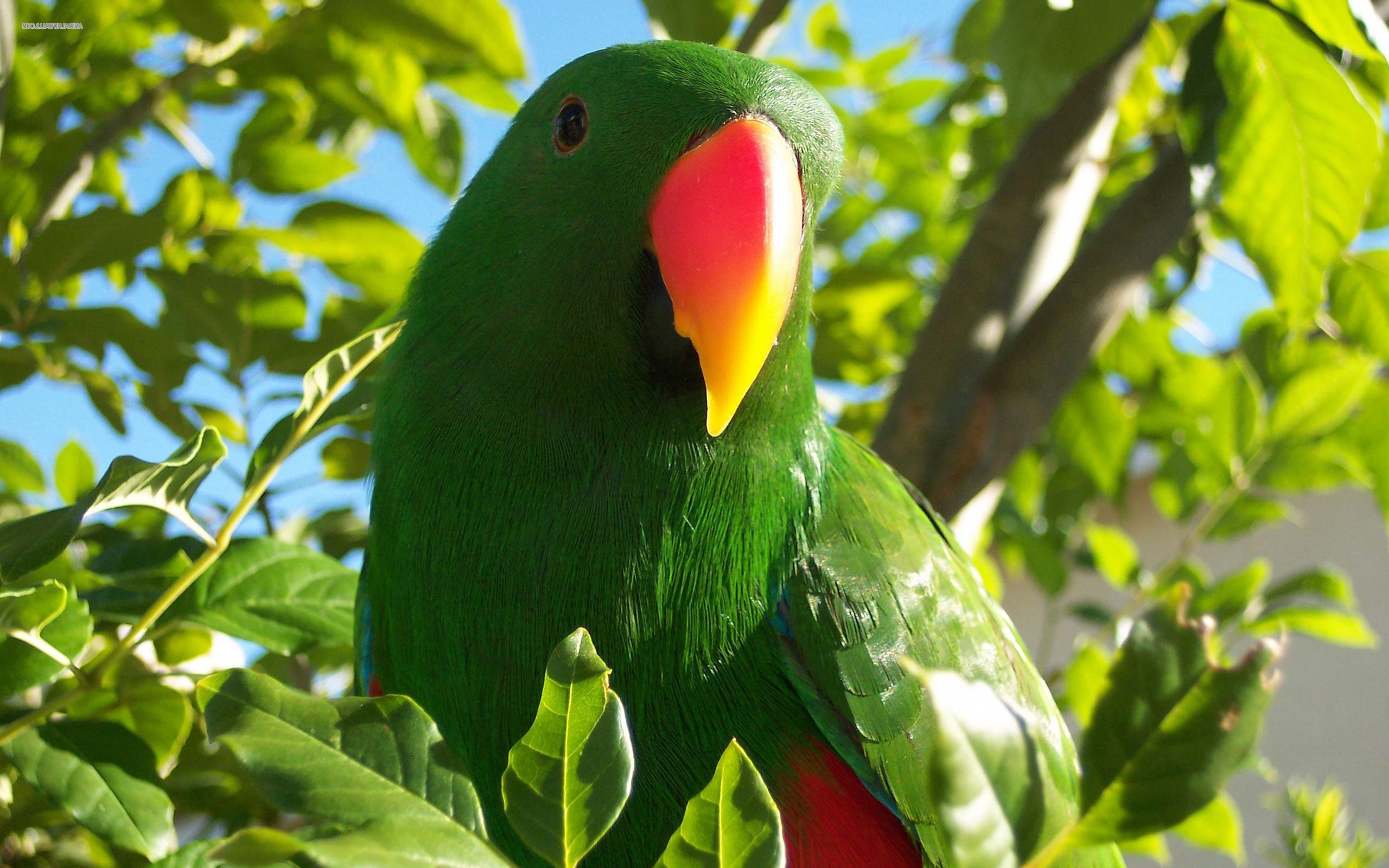 Green Parrot Hd Wallpaper - Parakeet , HD Wallpaper & Backgrounds