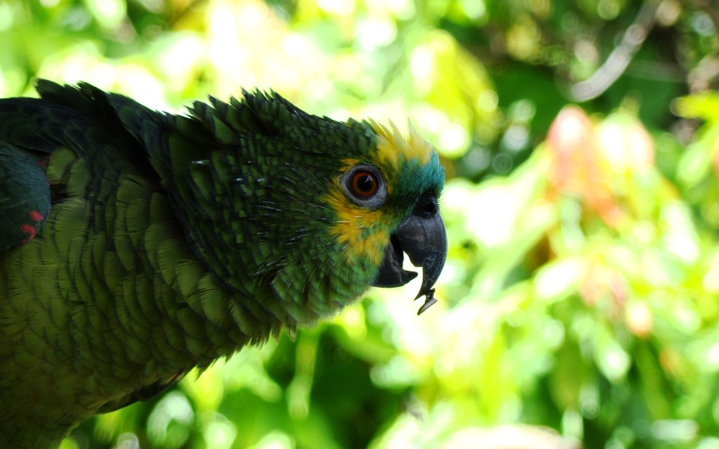 Beautiful Green Parrot - Green Parrot , HD Wallpaper & Backgrounds