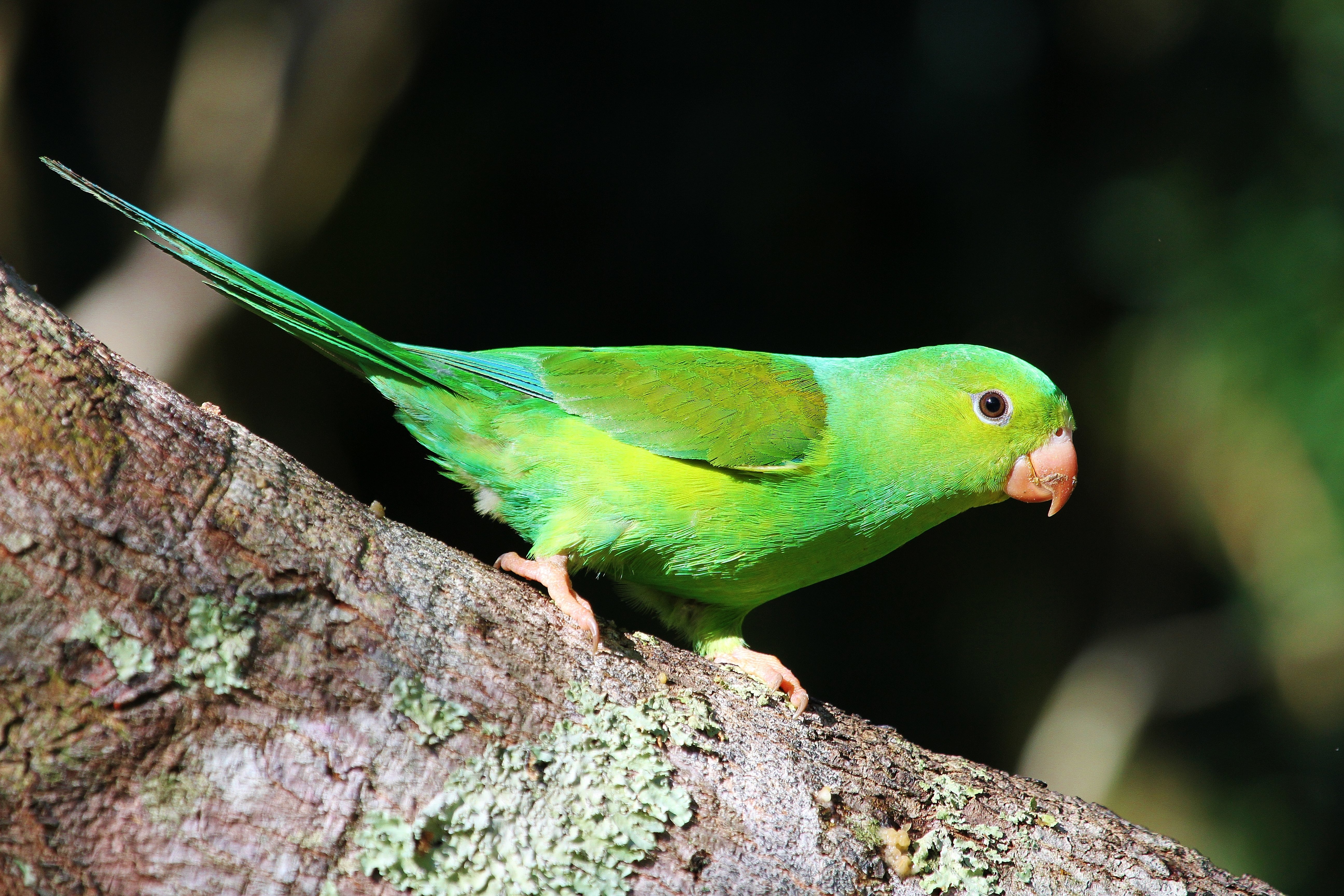 Parakeet Budgie Parrot Bird Tropical Jpg Wallpaper , HD Wallpaper & Backgrounds