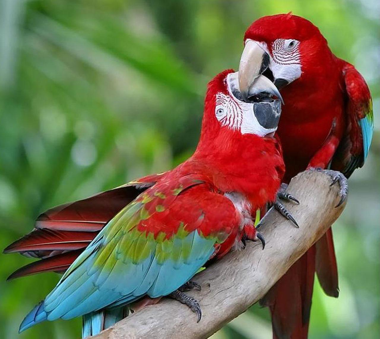 Red Parrot Wallpaper Hd Resolution - Green Wing Macaw Pair , HD Wallpaper & Backgrounds