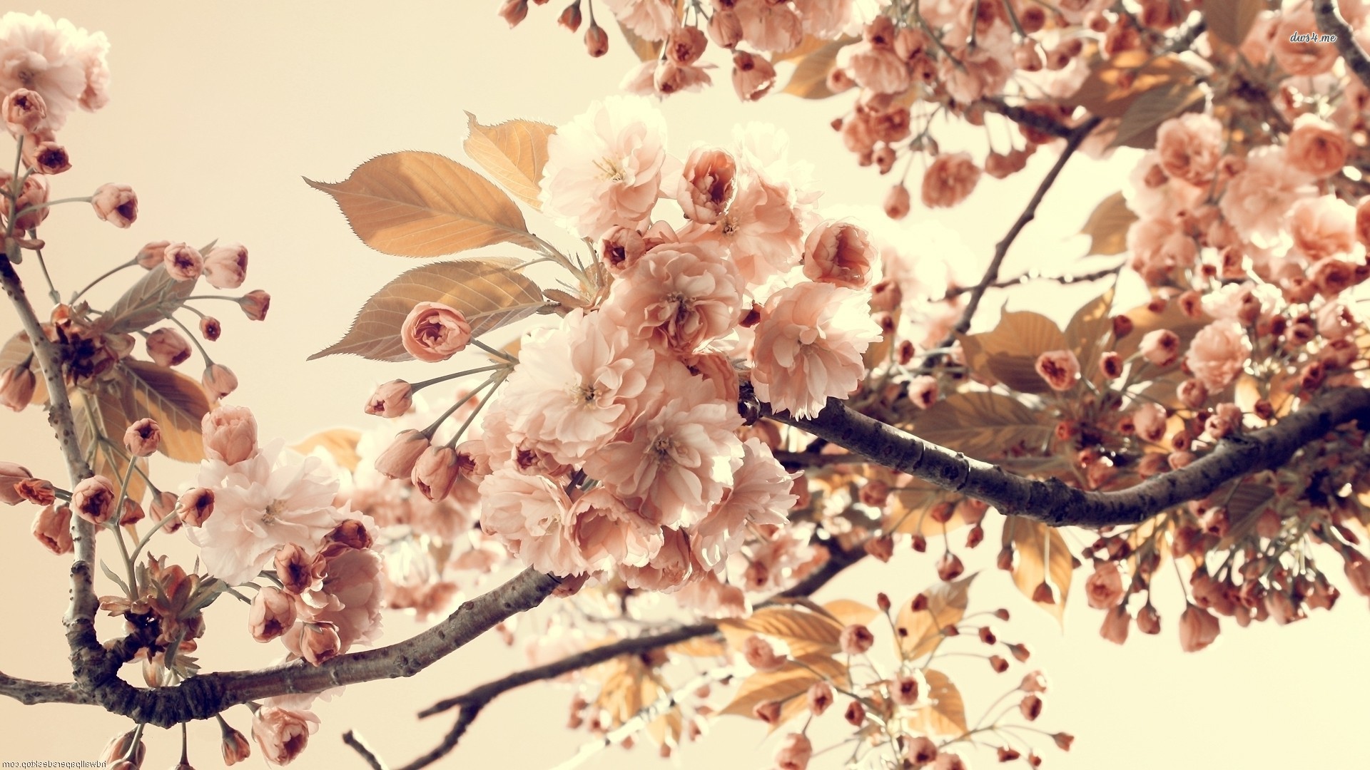 Peach Blossoms Wallpaper - Peach Blossom Peach Flowers , HD Wallpaper & Backgrounds