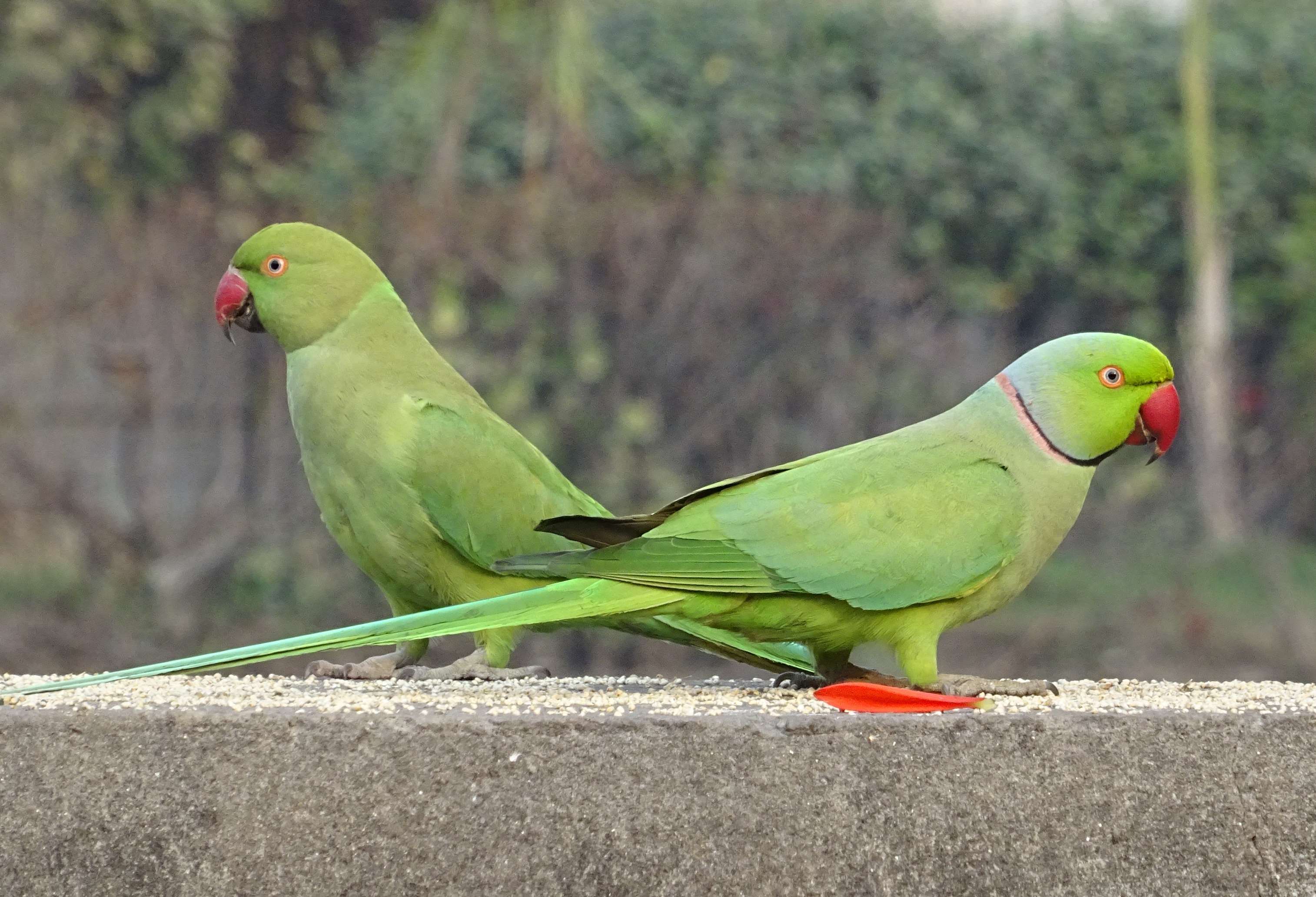 Bird, Delhi, Fauna, Green, India, Parakeet, Parrot, - Ringneck Parrot , HD Wallpaper & Backgrounds