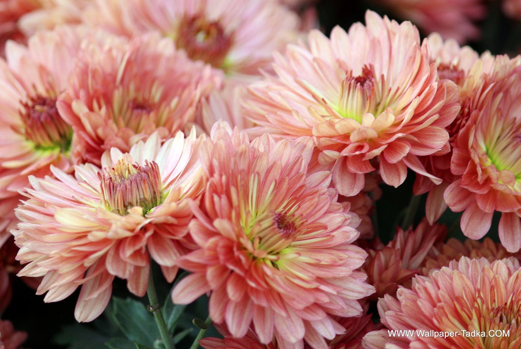 Peach Color Chrysanthemum Flowers Wallpaper - Color Of Chrysanthemum Flower , HD Wallpaper & Backgrounds