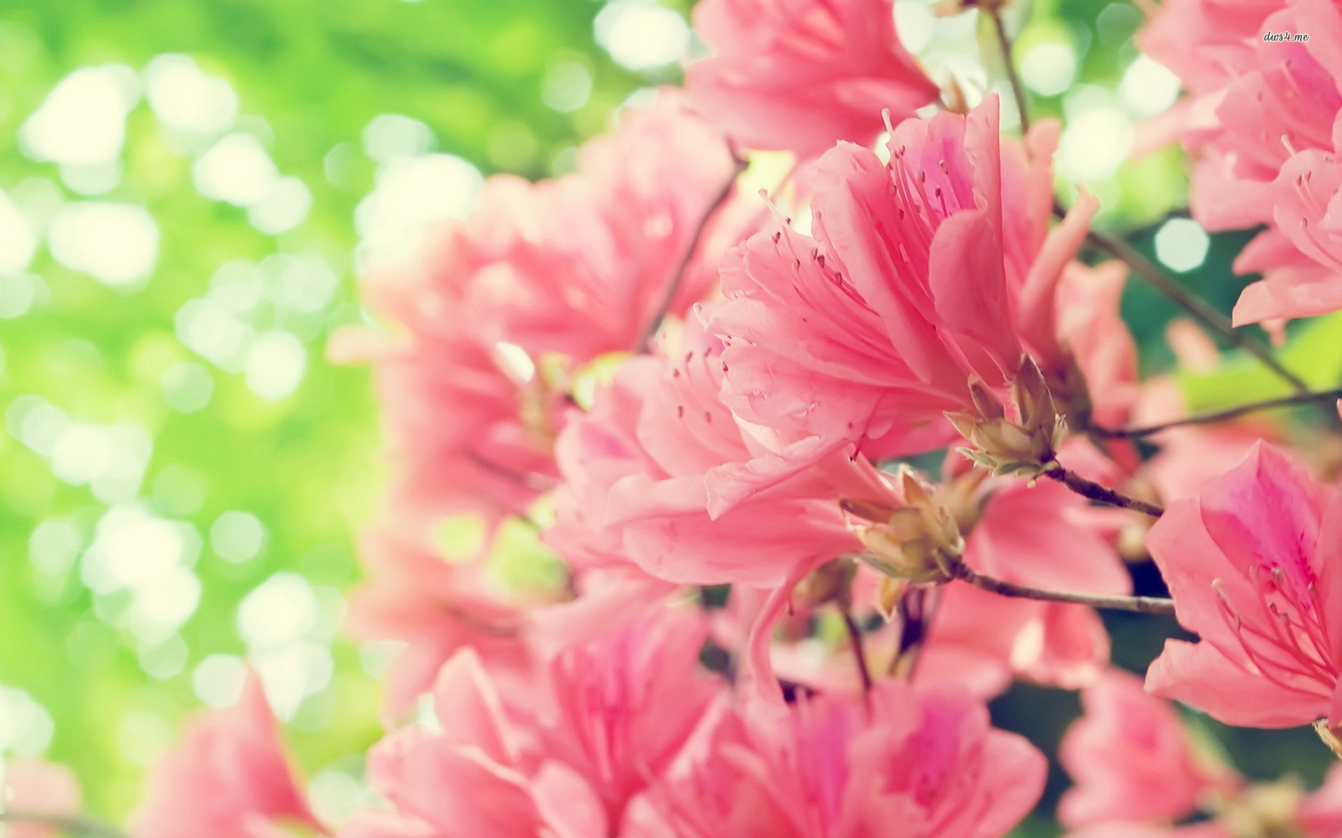 Peach Blossoms Wallpaper - Pretty Profile Pictures Nature , HD Wallpaper & Backgrounds