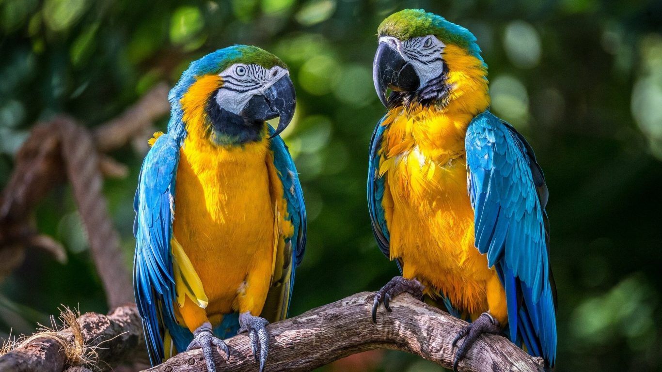 Macaw Hd , HD Wallpaper & Backgrounds