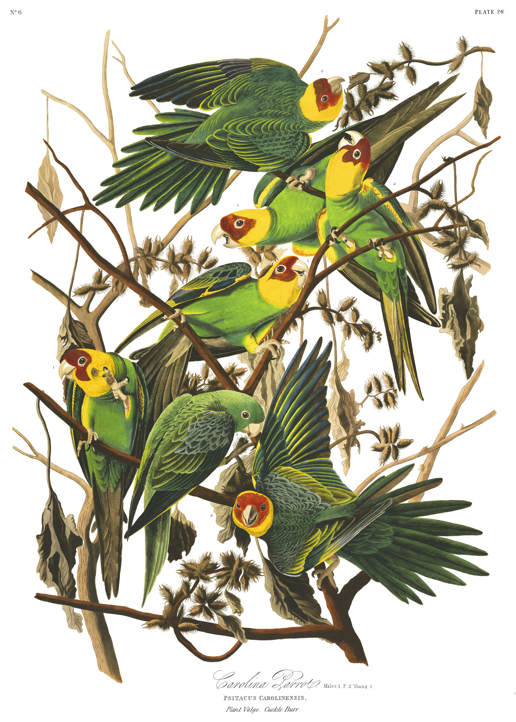 Carolina Parakeet Wallpaper - John James Audubon Carolina Parakeet , HD Wallpaper & Backgrounds