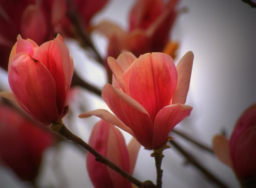 Flowers Hd Wallpapers - Magnolia Peach , HD Wallpaper & Backgrounds
