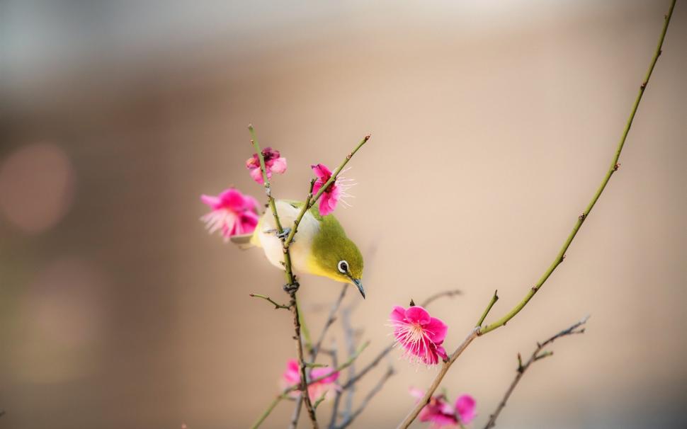 Peach Blossom, Pink Flowers, Bird, Spring Wallpaper - Flor De Durazno Fondo , HD Wallpaper & Backgrounds