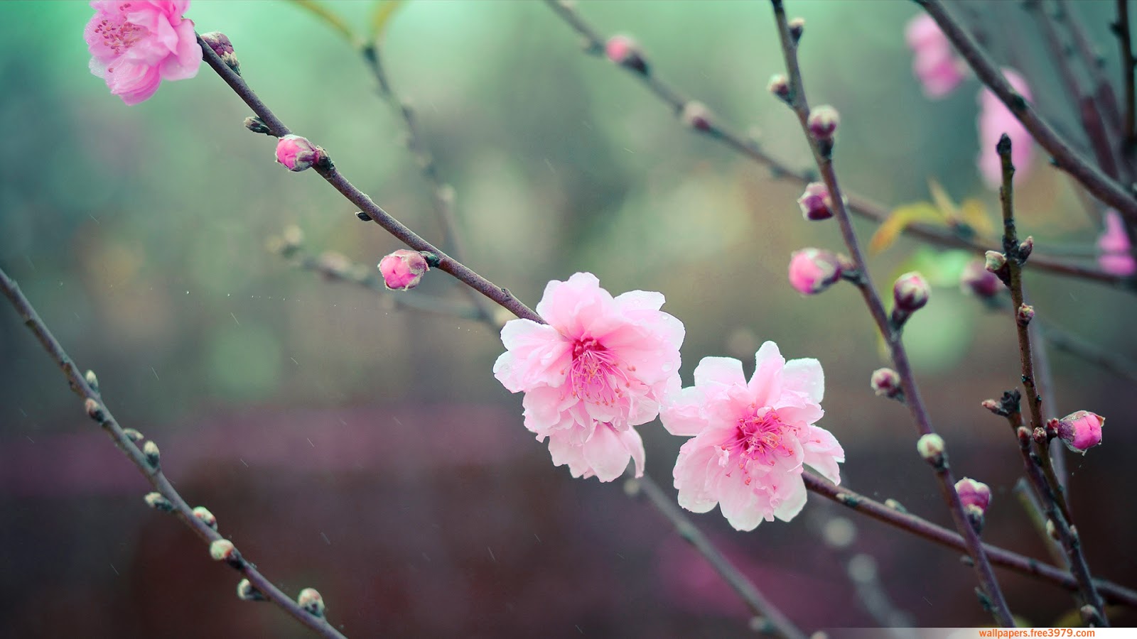 Cherry Blossom Flower - Japanese Cherry Blossom Flower , HD Wallpaper & Backgrounds