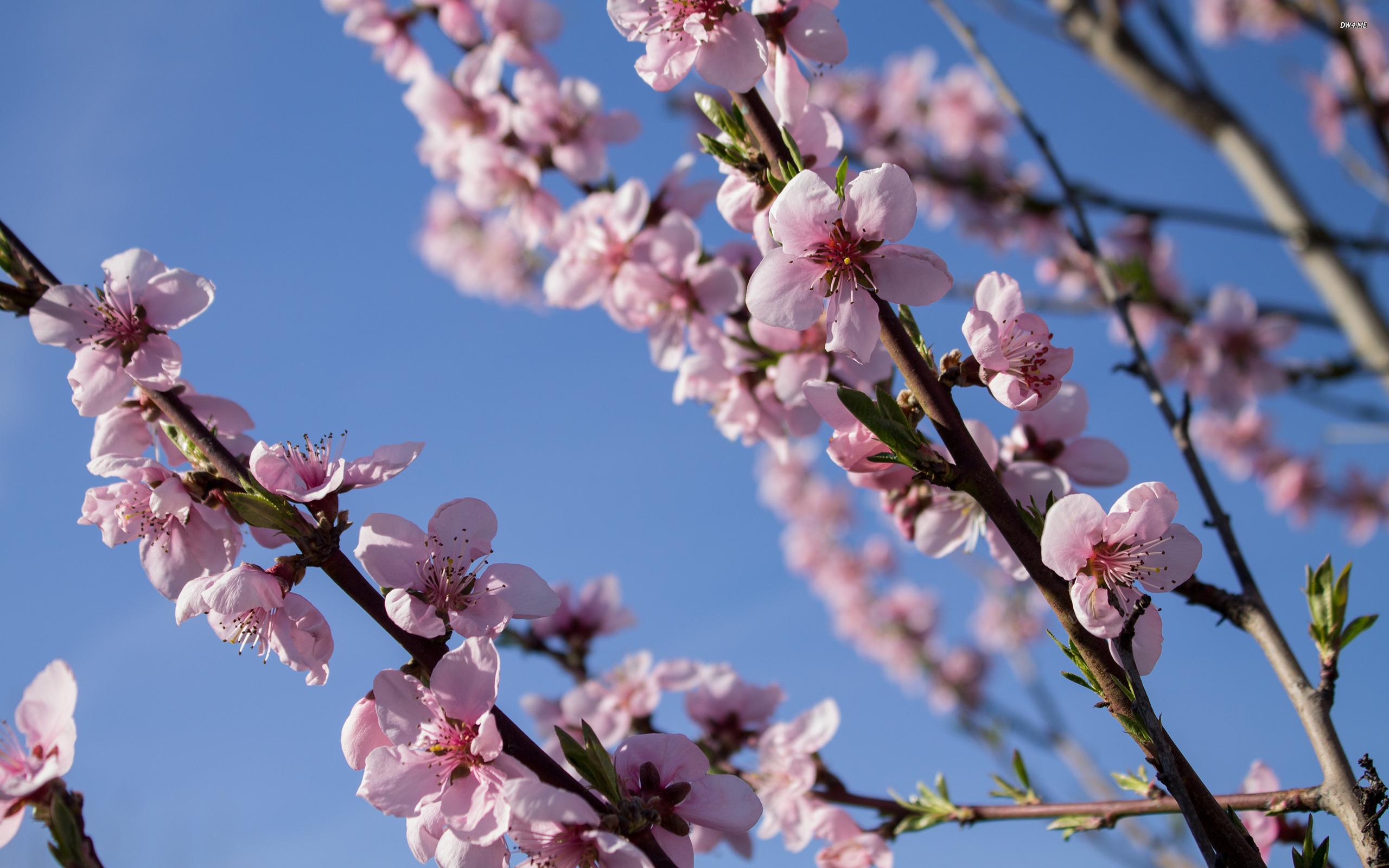 Peach Tree Wallpaper - Cherry Blossom , HD Wallpaper & Backgrounds