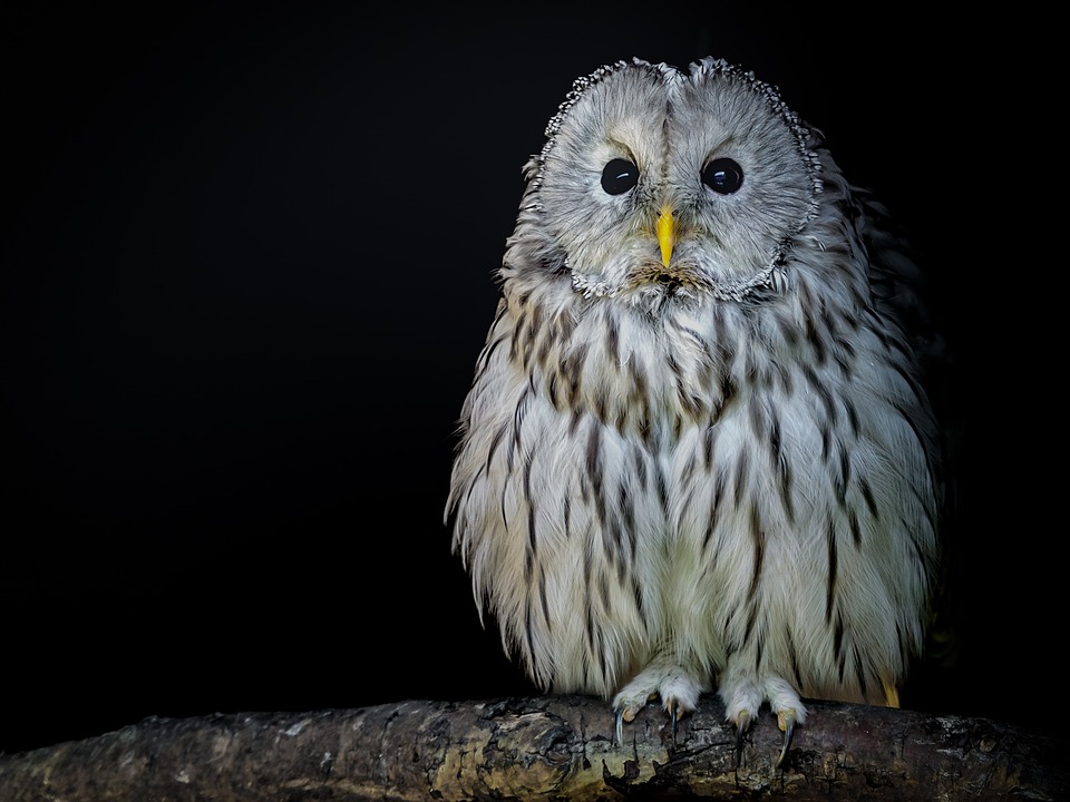 Bird, Owl, Ural Owl, Plumage, Eyes, Bill - Vision Nocturna Animales , HD Wallpaper & Backgrounds