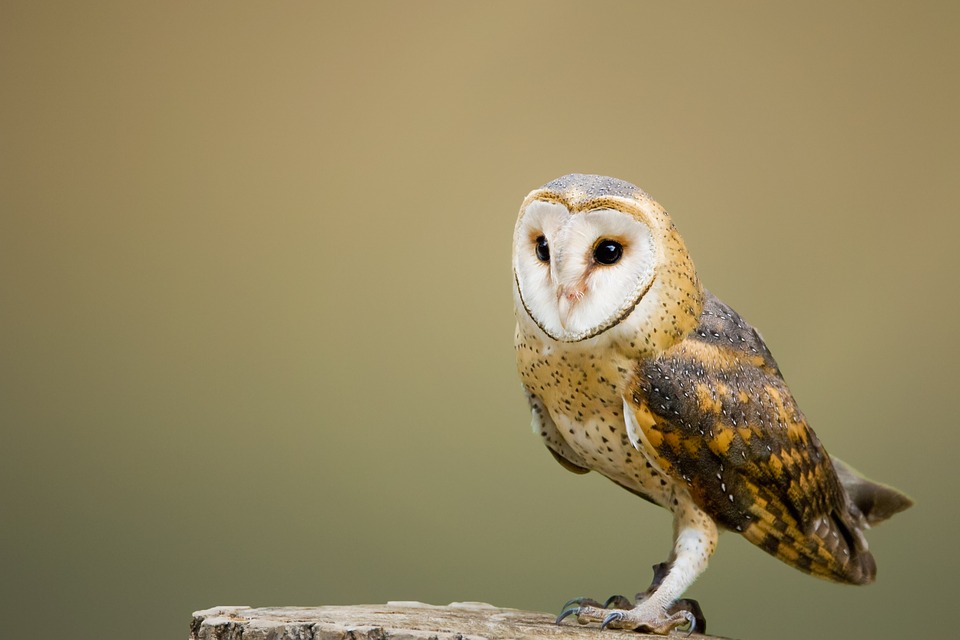Barn Owl, Perched, Tree Stump, Owl - Barn Owl , HD Wallpaper & Backgrounds