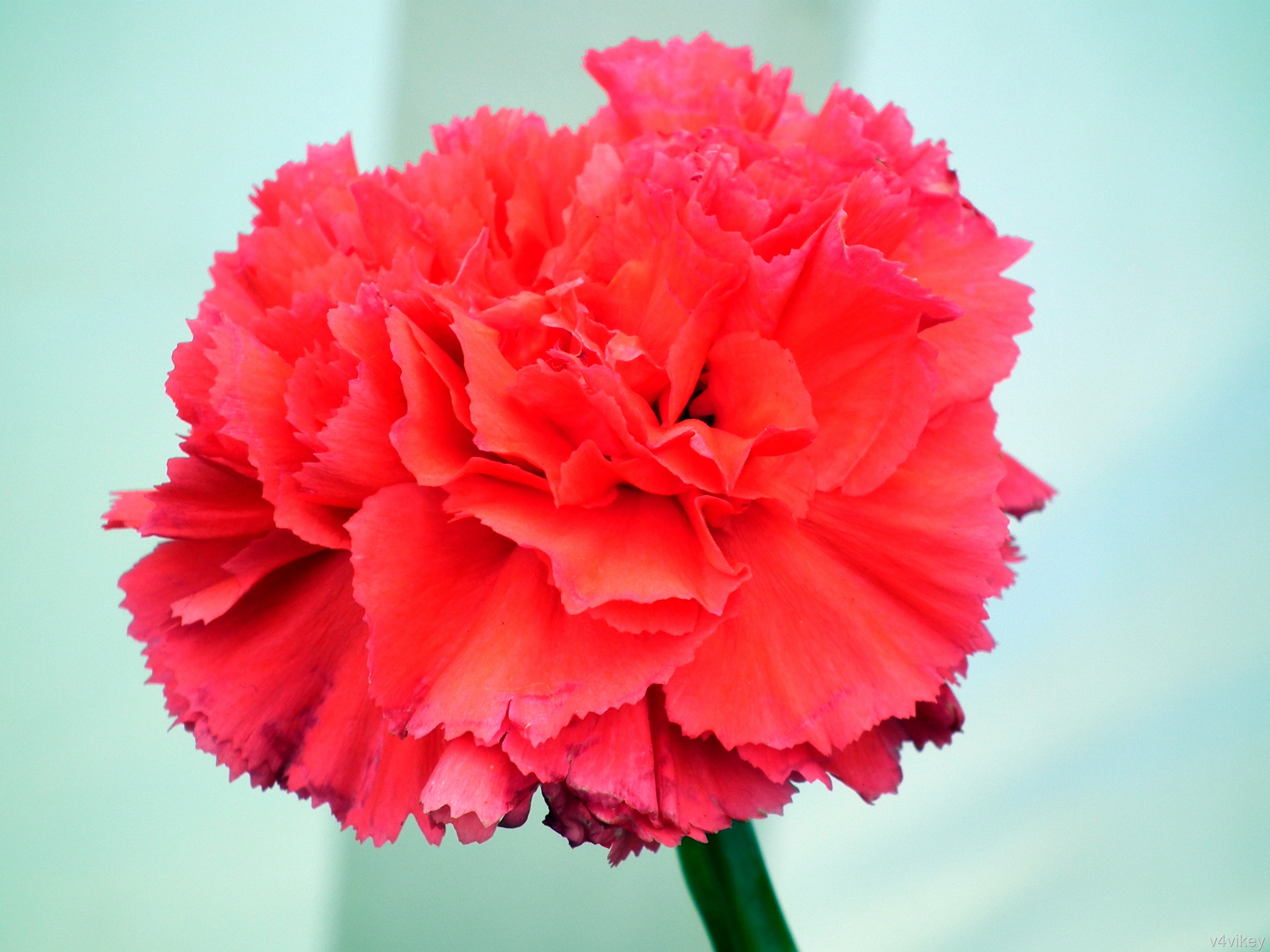 Bright Red Color Carnation Flower - Carnation , HD Wallpaper & Backgrounds