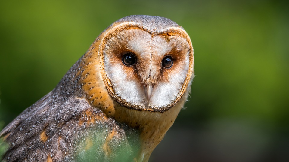 Barn Owl, Owl, Bird, Predator, Beak - Wild Life , HD Wallpaper & Backgrounds