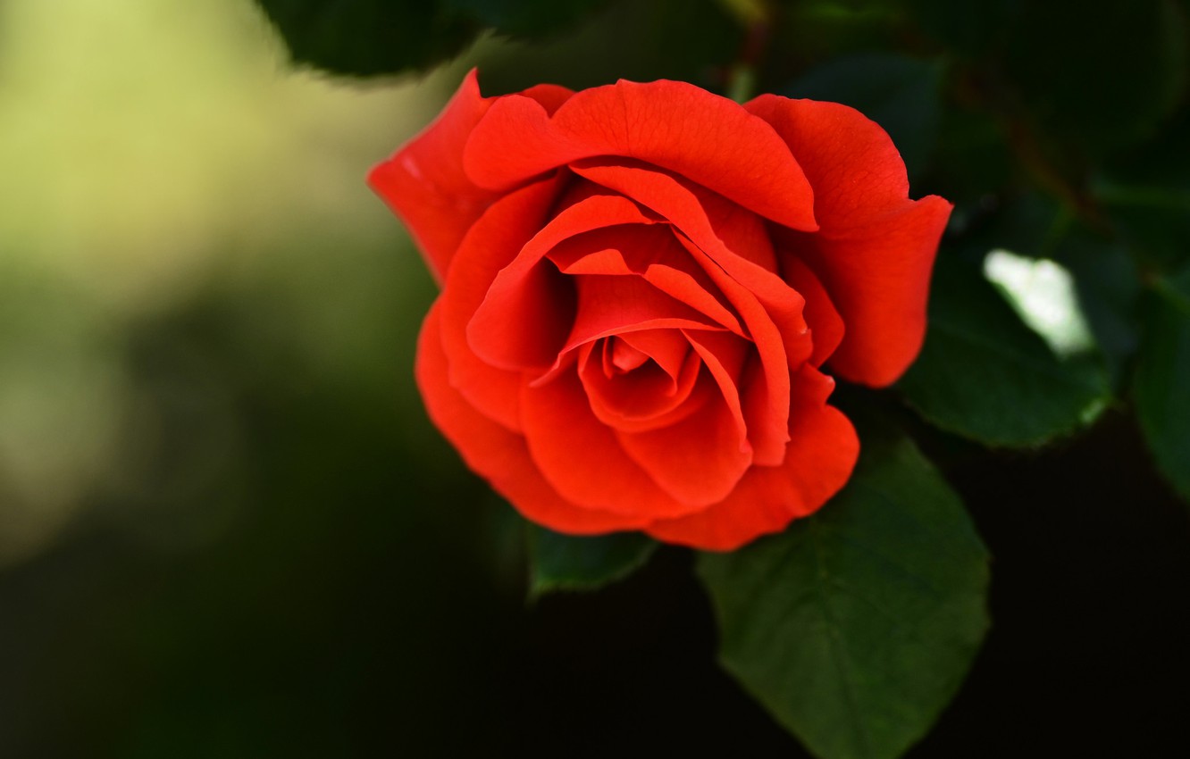 Photo Wallpaper Flower, Rose, Bud, Bright Red - Цветок Роза , HD Wallpaper & Backgrounds
