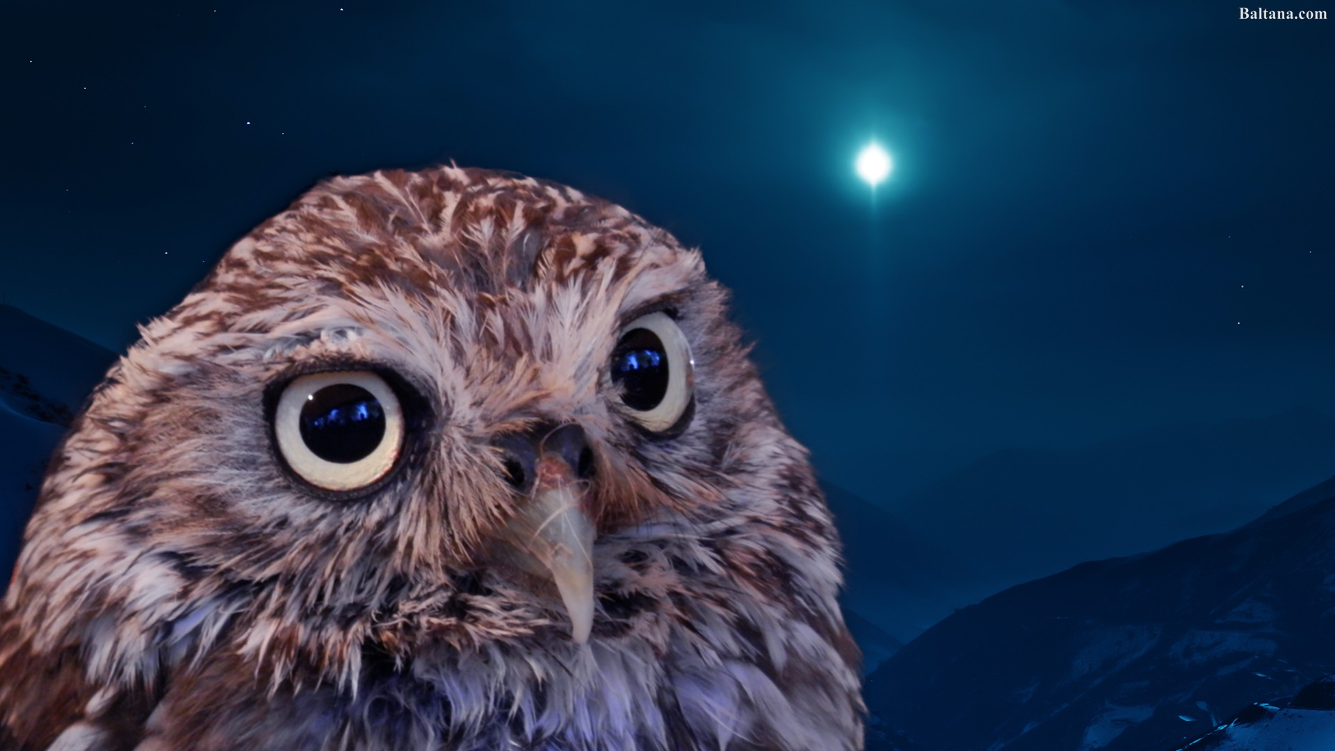 Owl Wallpapers Hd Backgrounds Images Pics Photos Free - Little Owl Png , HD Wallpaper & Backgrounds
