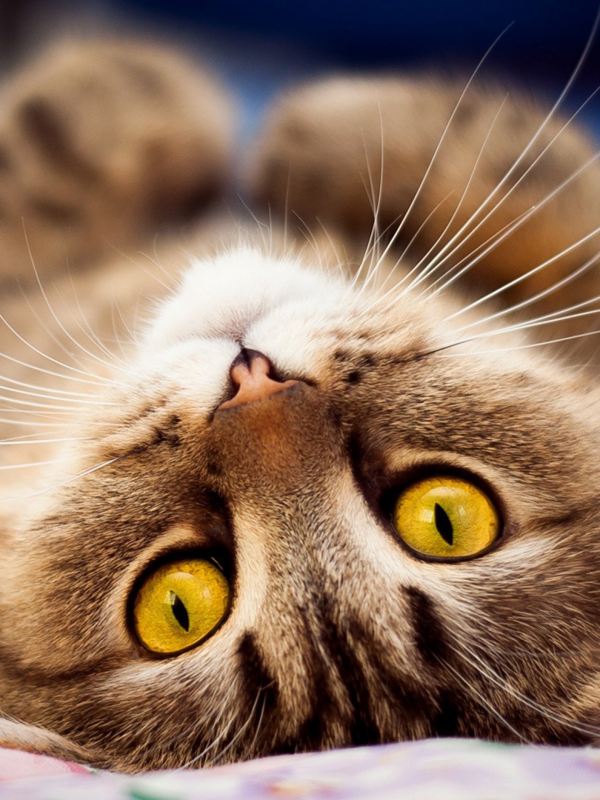 Upside Down Cat Amber Eyes Android Wallpaper - Hd Wallpaper 1080p Cat , HD Wallpaper & Backgrounds
