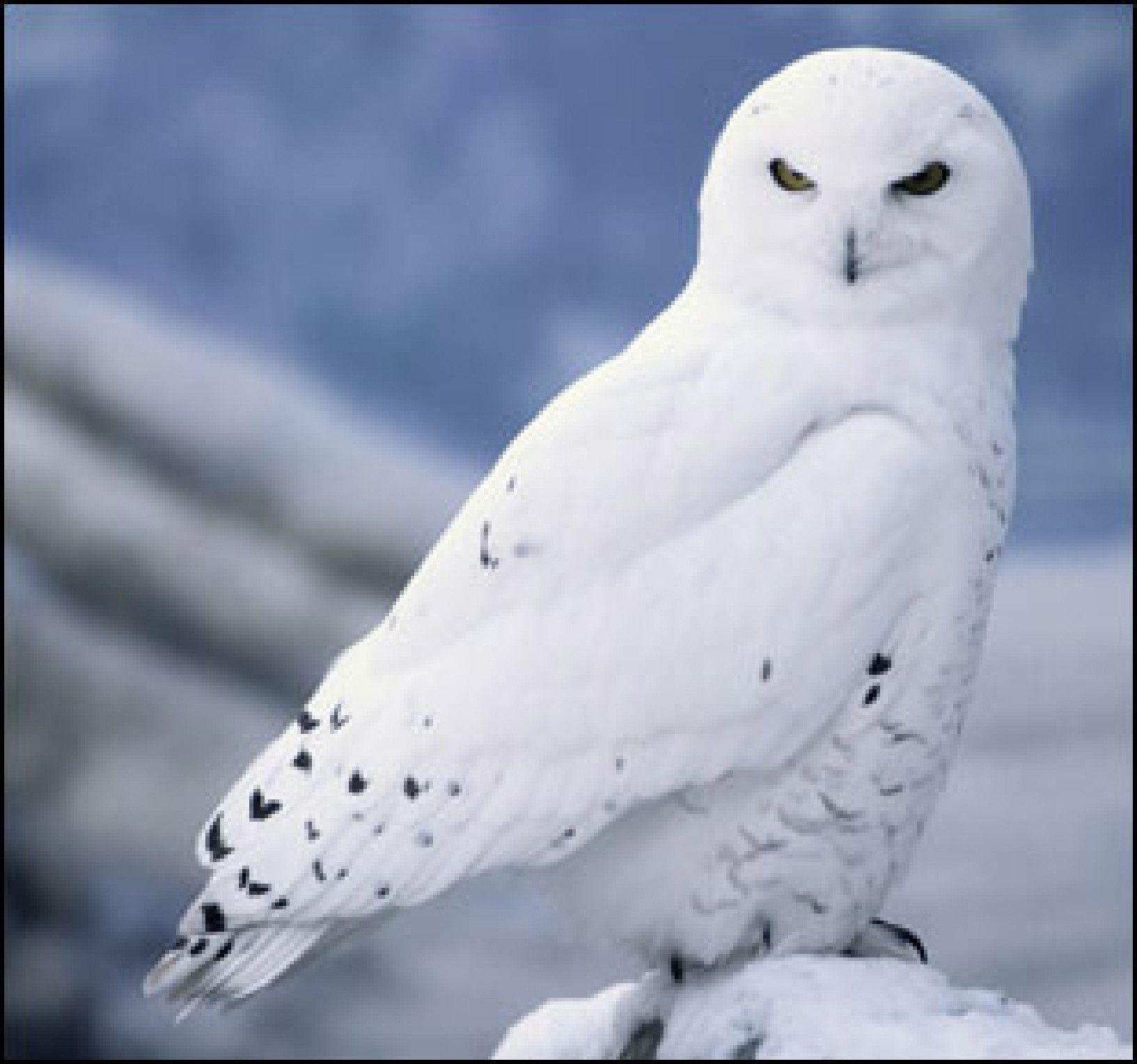 Desktop Wallpaper For Android Snowy Owl - Snowy Owl Arctic , HD Wallpaper & Backgrounds