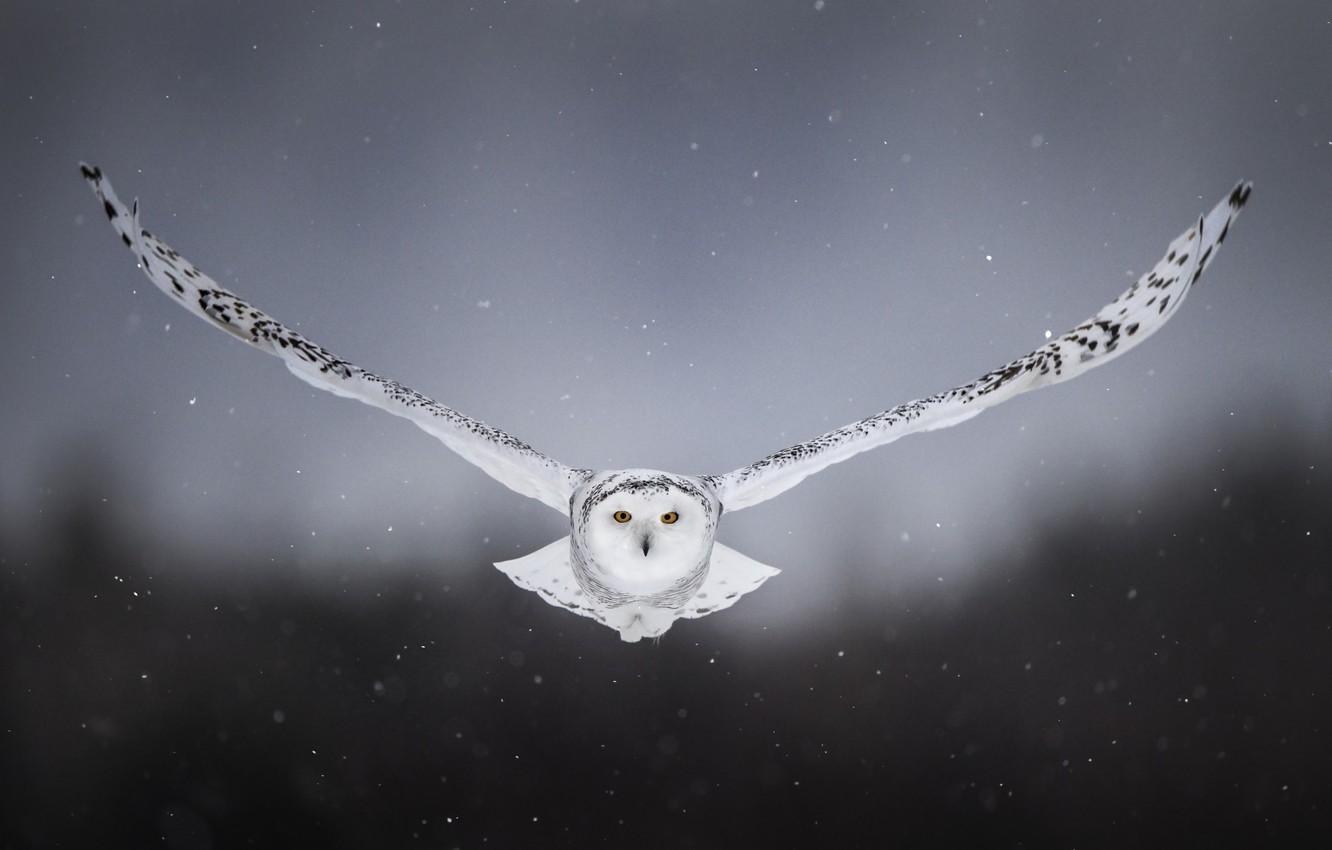 Photo Wallpaper Snow, Background, Owl, Bird, Wings, - White Snowy Owl Flying , HD Wallpaper & Backgrounds