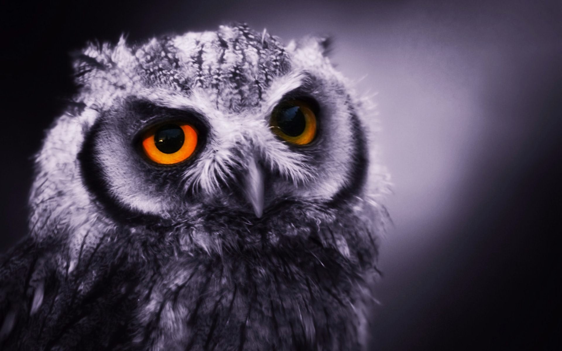Moonlight White Owl Birds Animals Background Wallpapers , HD Wallpaper & Backgrounds