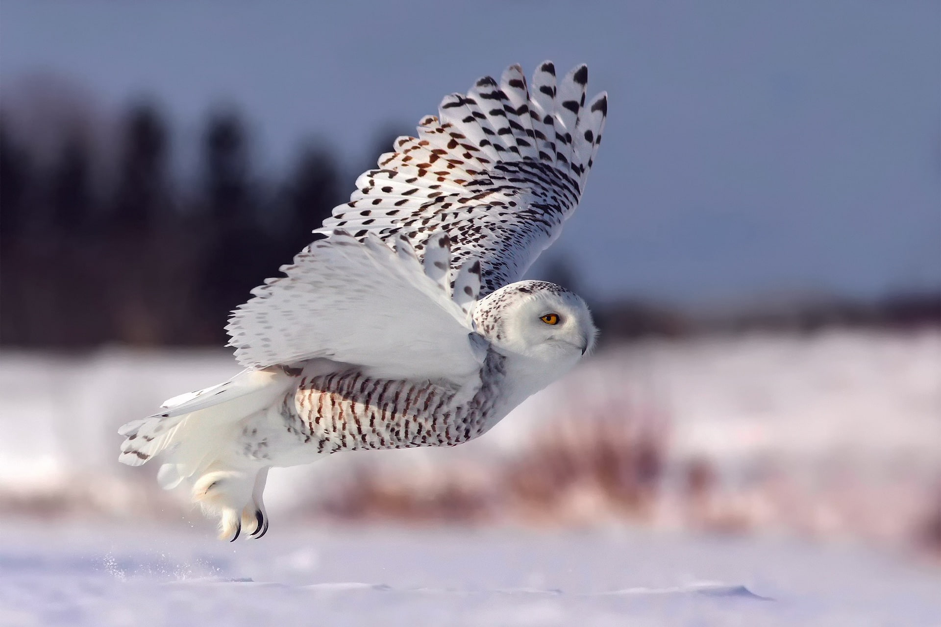 Winter, Snow, Flight, Owl, The Rise, Snowy Owl, White , HD Wallpaper & Backgrounds