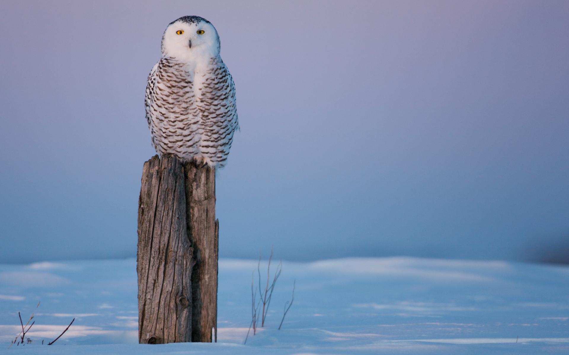 Snowy Owl Wallpaper - Desktop Backgrounds For Dell Laptop , HD Wallpaper & Backgrounds