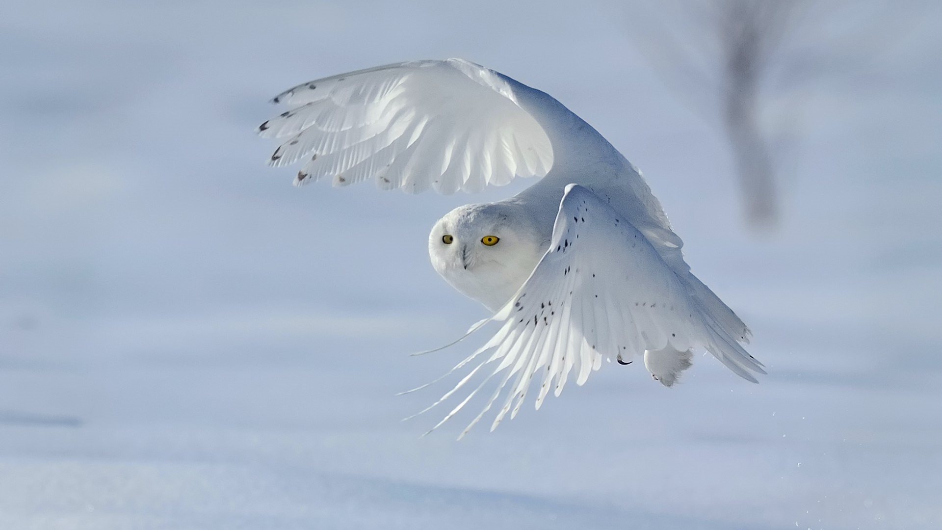 Snowy Owl Wallpapers - Snowy Owl In Flight , HD Wallpaper & Backgrounds