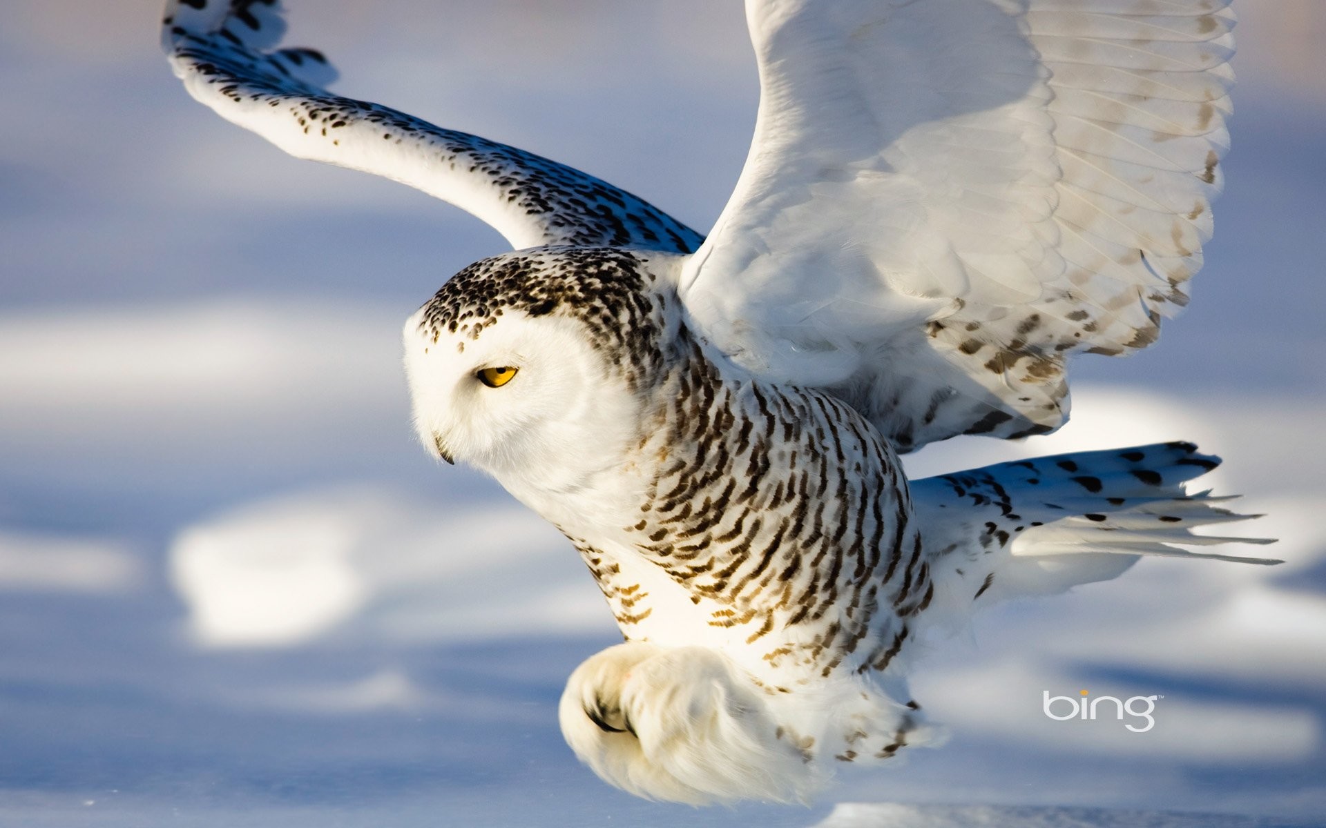 Snowy Owl Iphone Wallpaper - Snowy Owl High Resolution , HD Wallpaper & Backgrounds