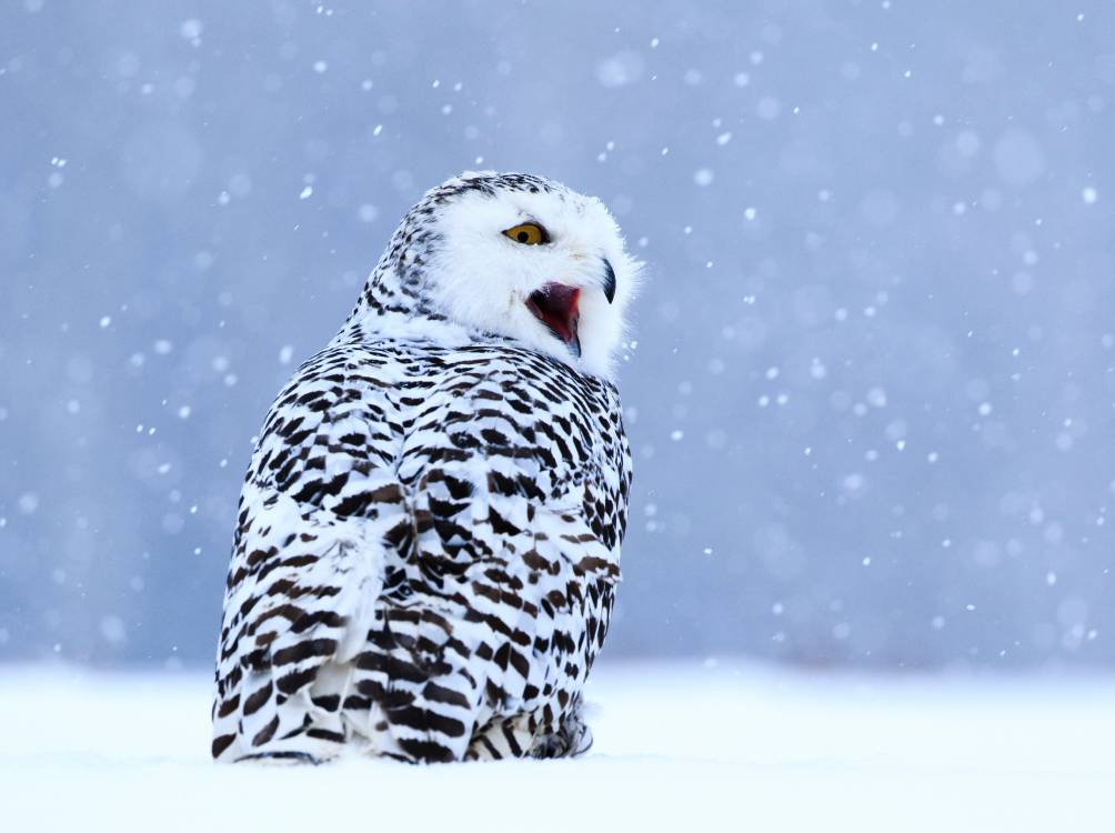 Bird Of Prey, Snowy Owl, Beak, Owl, Snow Wallpaper - Snowy Owl , HD Wallpaper & Backgrounds