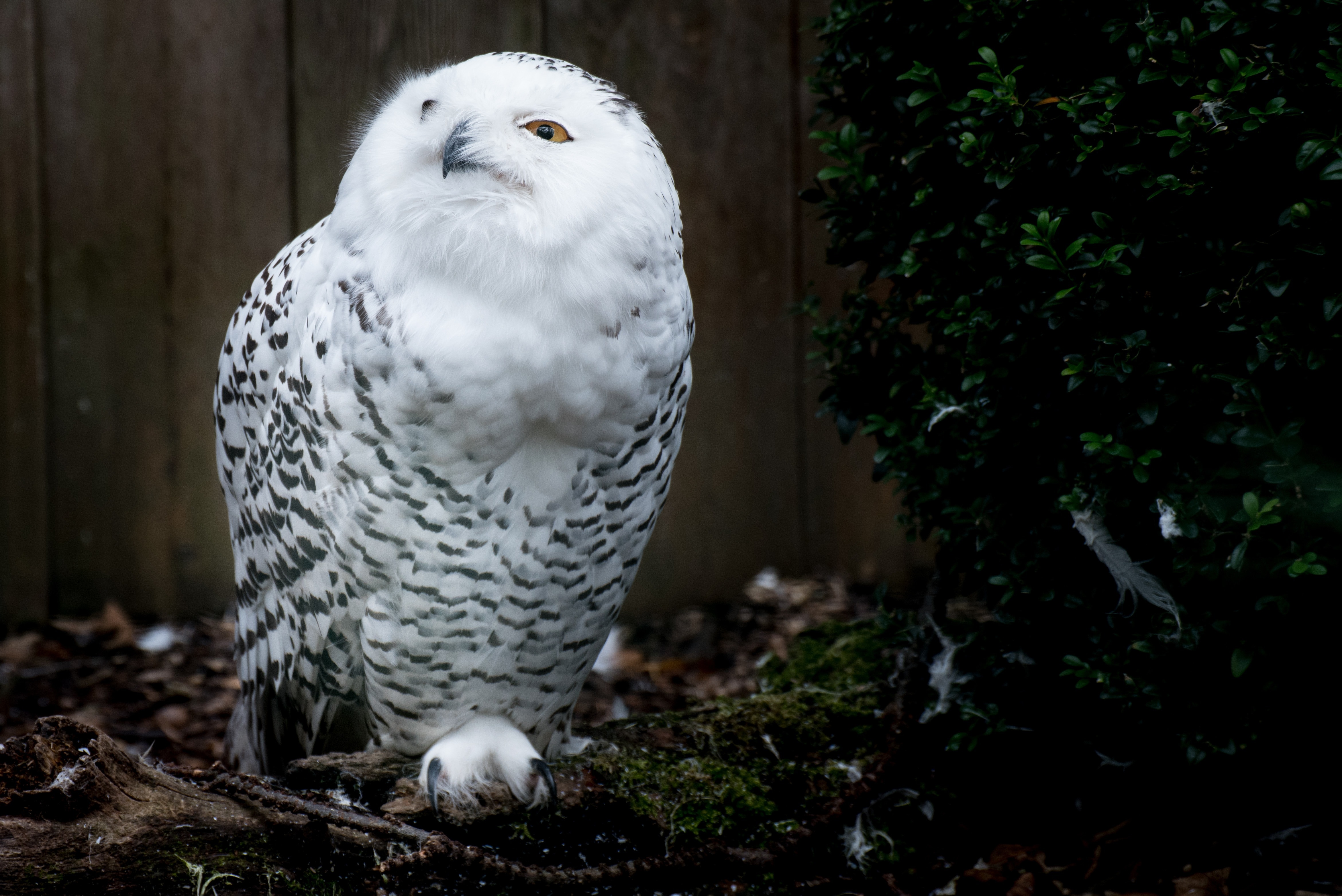Snow Owl - Owl , HD Wallpaper & Backgrounds