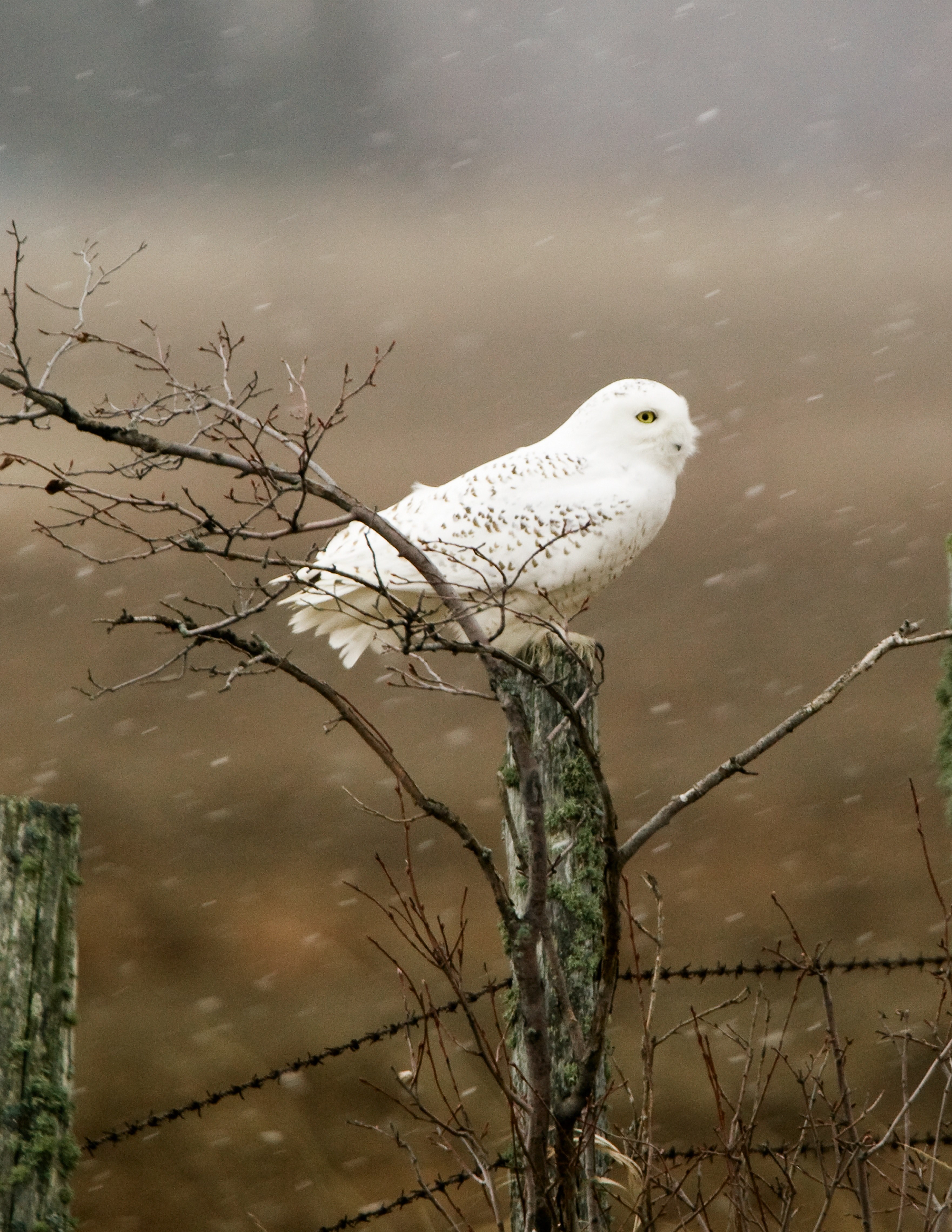 #3524x4560 Snow Owl Wallpaper And Background #67694 - Snowy Owl , HD Wallpaper & Backgrounds