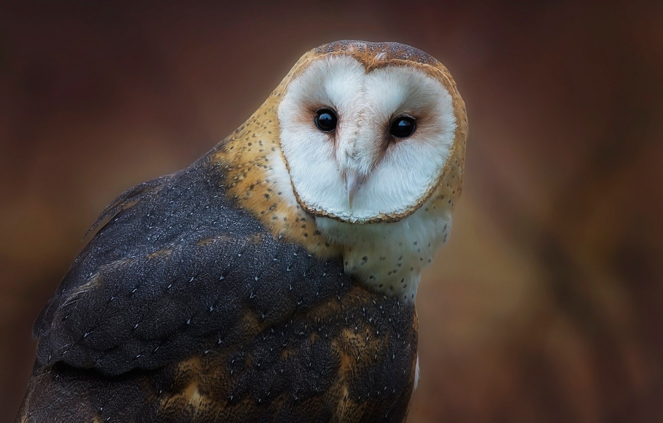 Photo Wallpaper Look, Background, Owl, Bird, Portrait, - Barn Owl , HD Wallpaper & Backgrounds