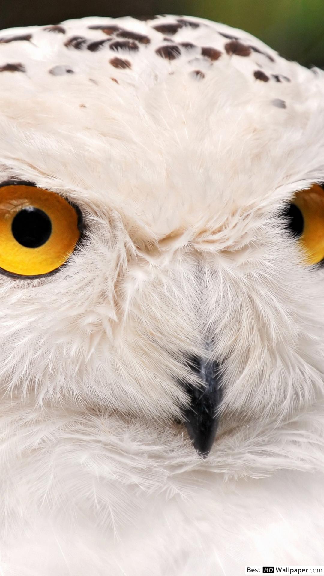 Apple Iphone 7 Plus Snowy Owl 4k 2041692 Hd
