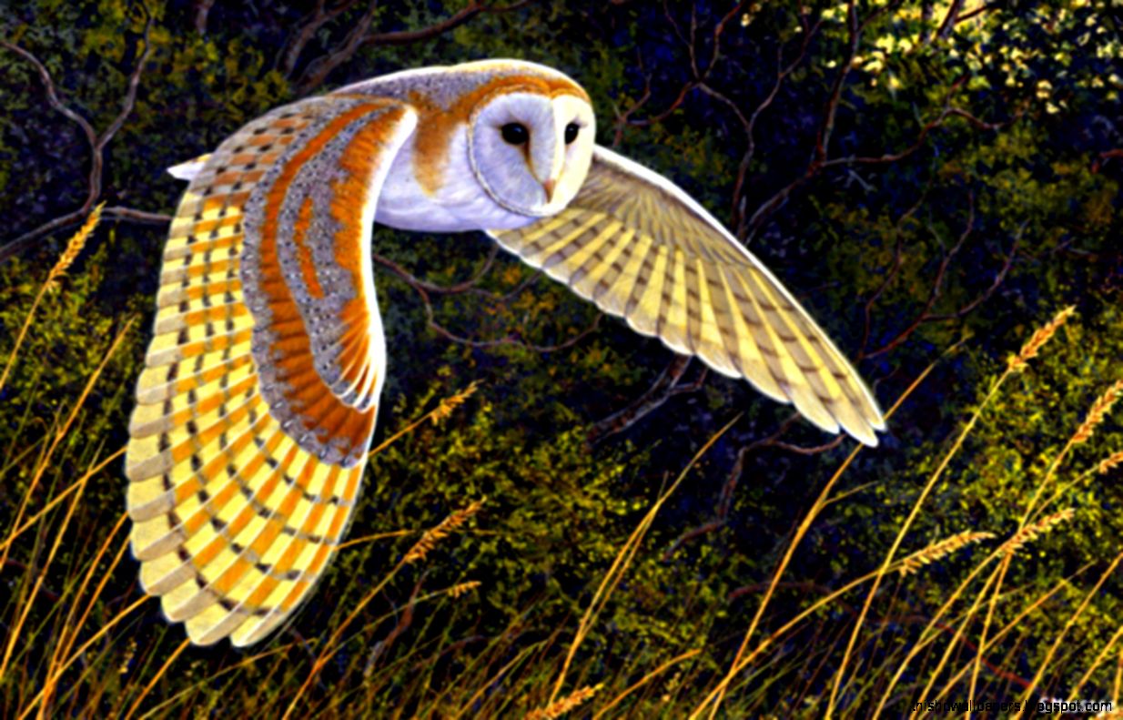 Barn Owl Wallpaper - Most Beautiful Owls , HD Wallpaper & Backgrounds
