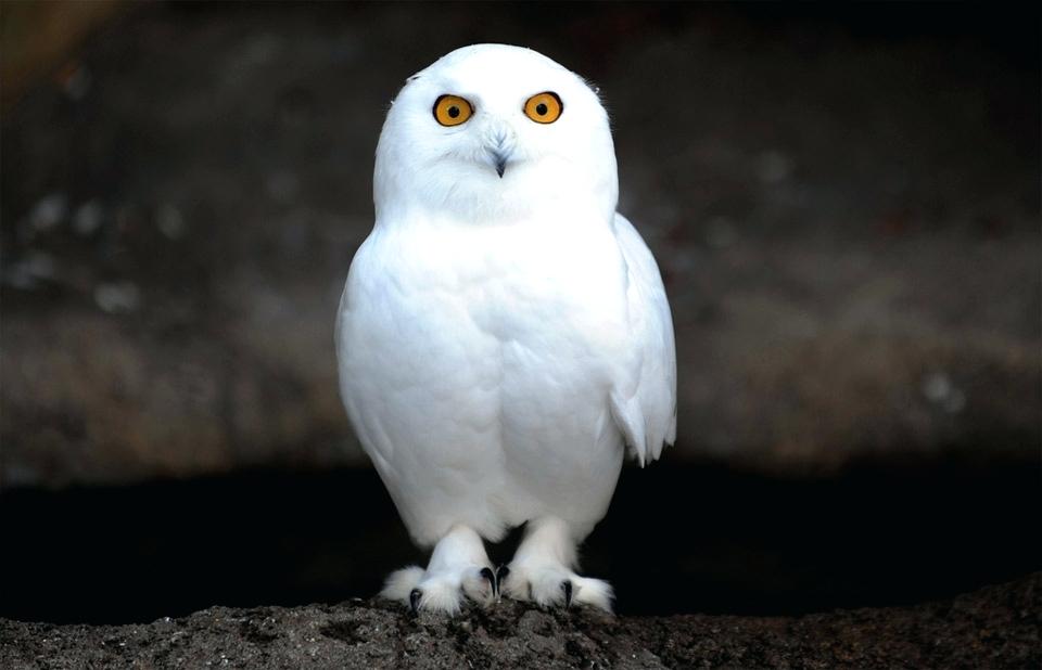 Baby Owl Wallpaper Baby Owl Iphone Wallpaper - Baby White Snowy Owl , HD Wallpaper & Backgrounds