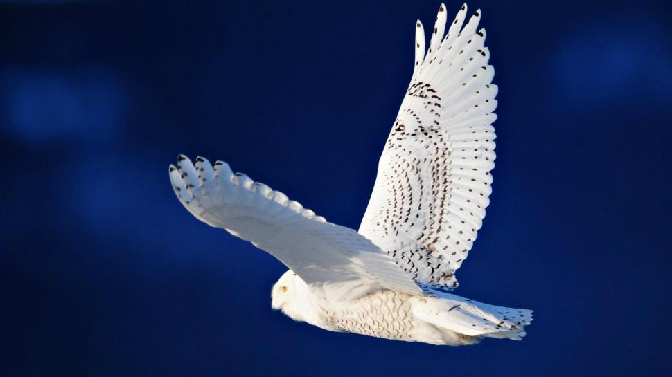 The White Snowy Owl Wallpaper - Белый Орел В Полете , HD Wallpaper & Backgrounds