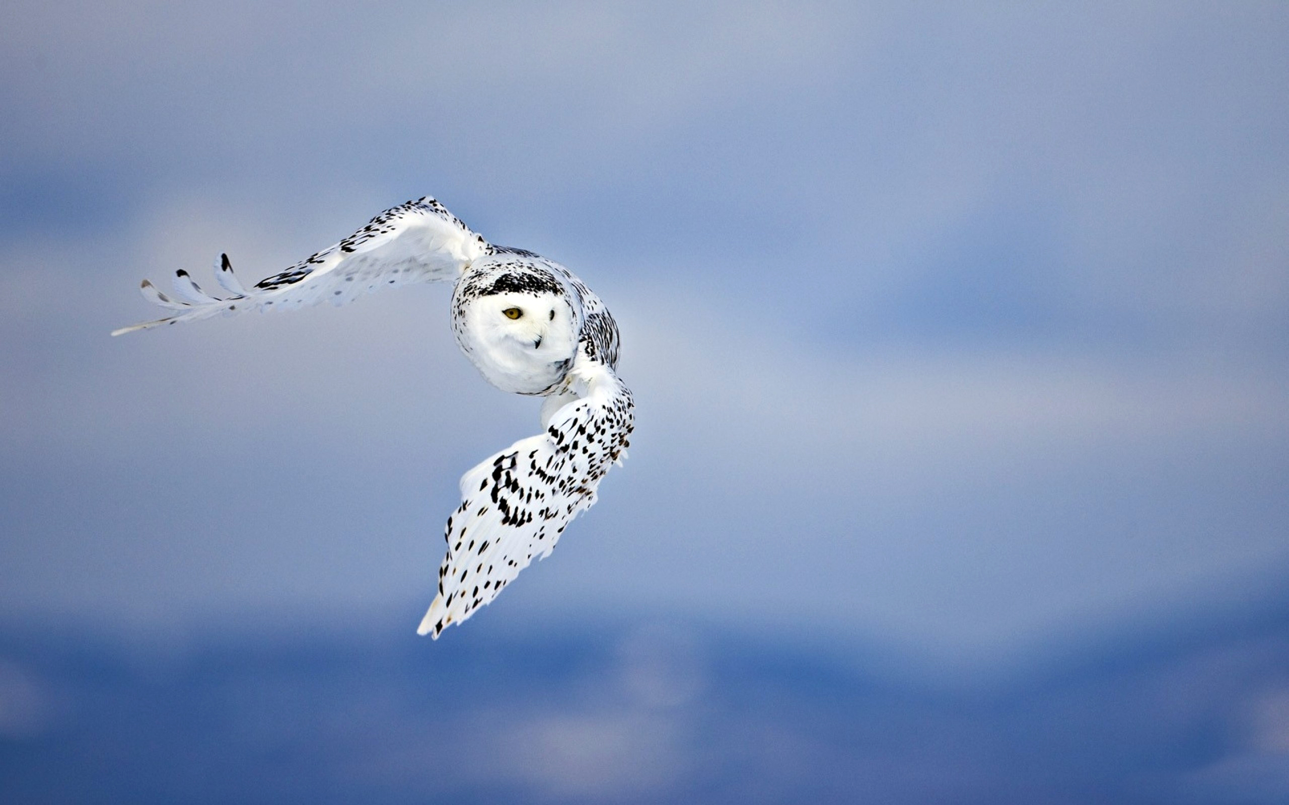 86 Snowy Owl Hd Wallpapers Backgrounds - Greenland Animals Pictures With Names , HD Wallpaper & Backgrounds