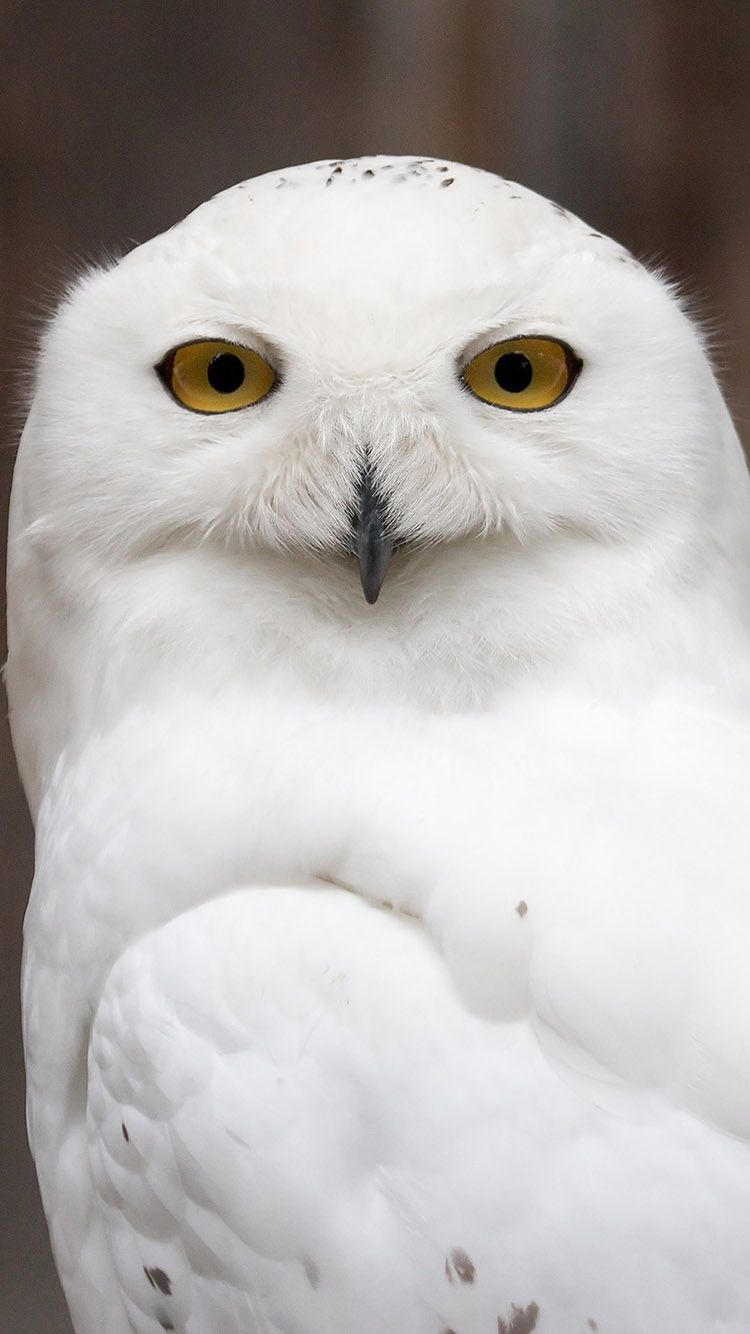 Tap And Get Free App⬆ Beautiful, Cute White Owl Wallpaper - Arctic Snowy Owl , HD Wallpaper & Backgrounds