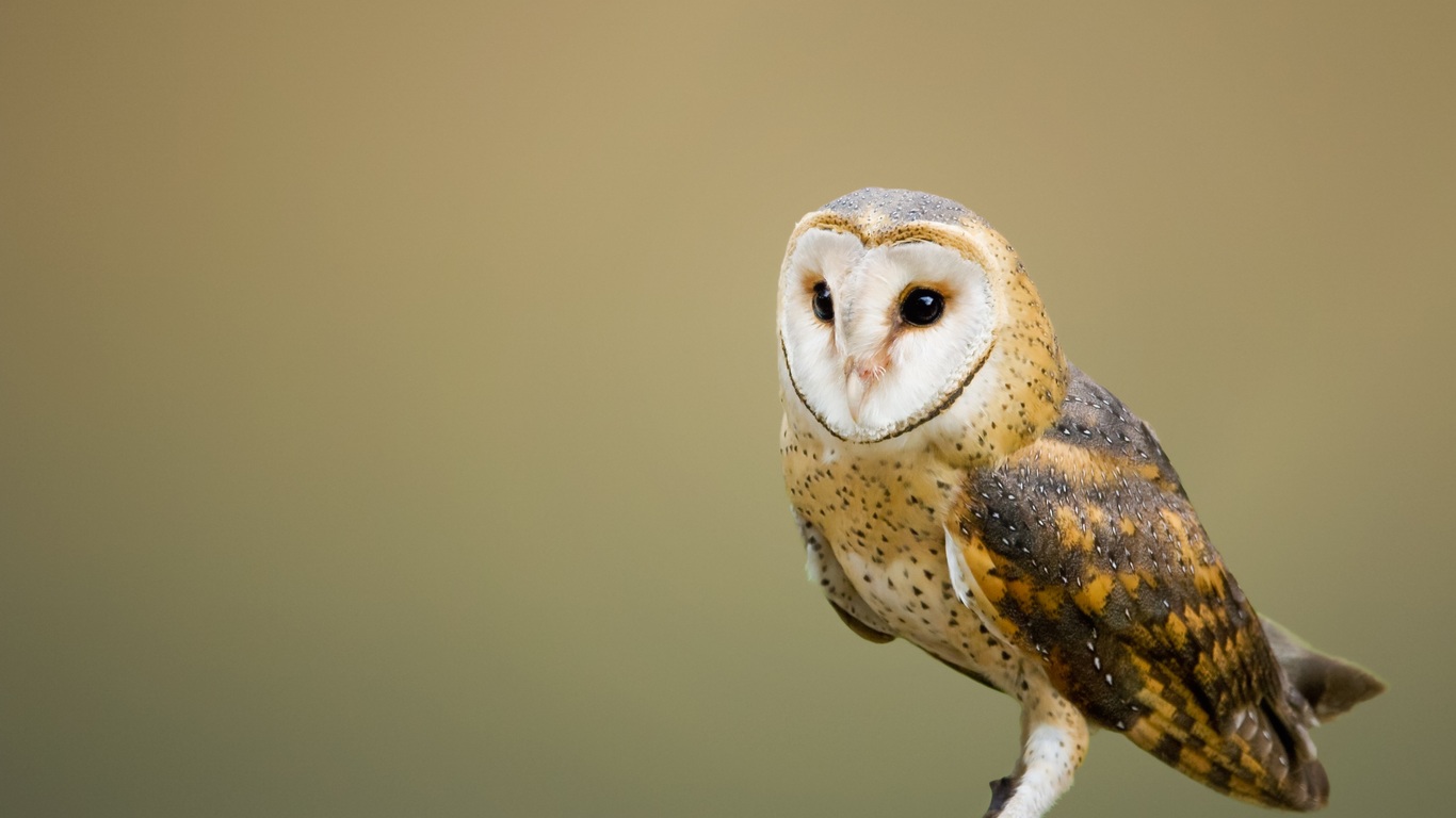 Barn Owl Pl - Barn Owl , HD Wallpaper & Backgrounds